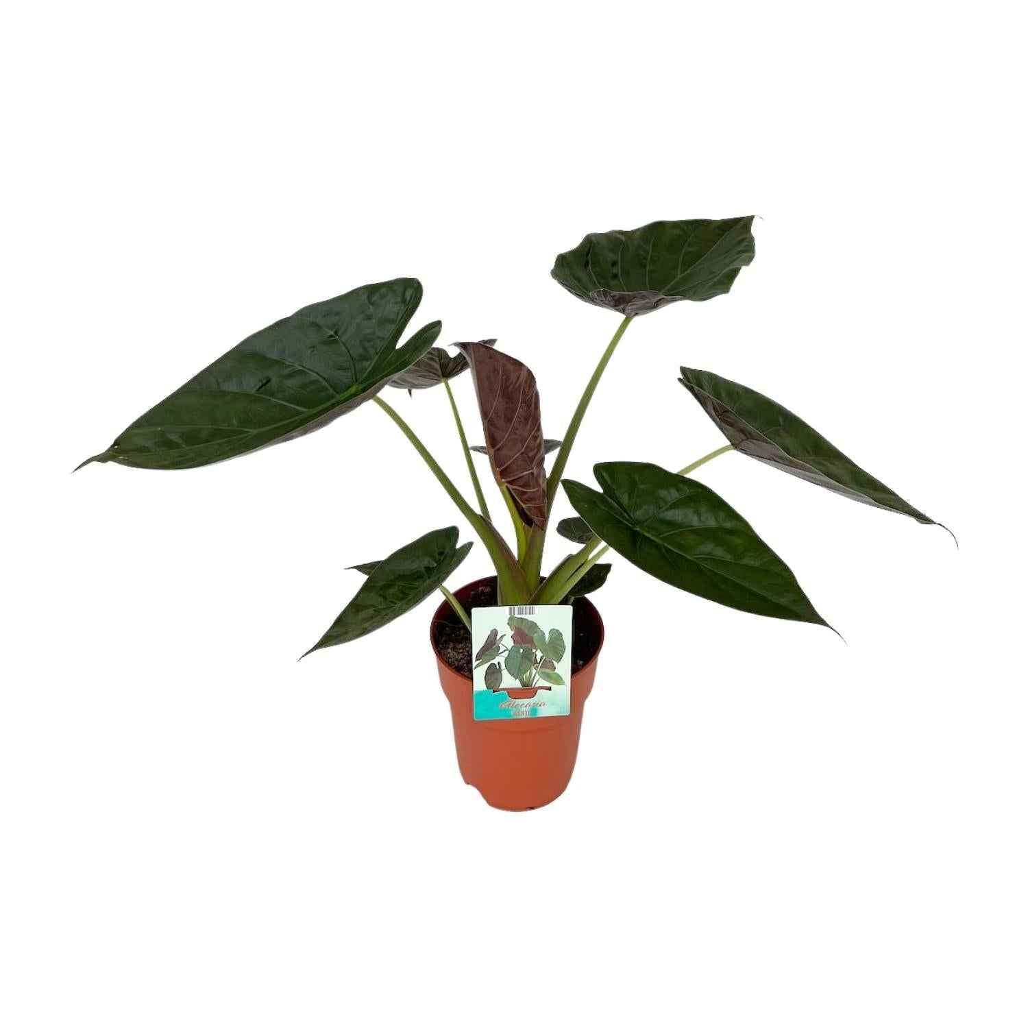Image of Alocasia Wentii – Riesen – Elefantenohr – Zimmerpflanze – Ø19cm ca. 85cm hoch – Tropische Dschungelpflanze mit großen herzförmigen Blättern-0