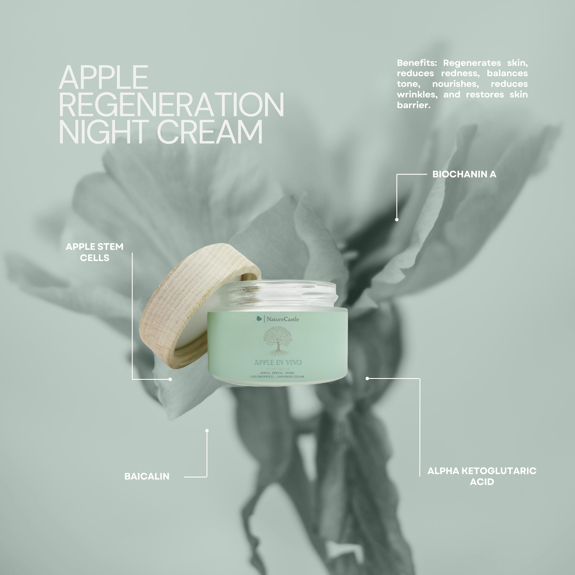 Image of Apple Regeneration Night Cream Key Ingredients