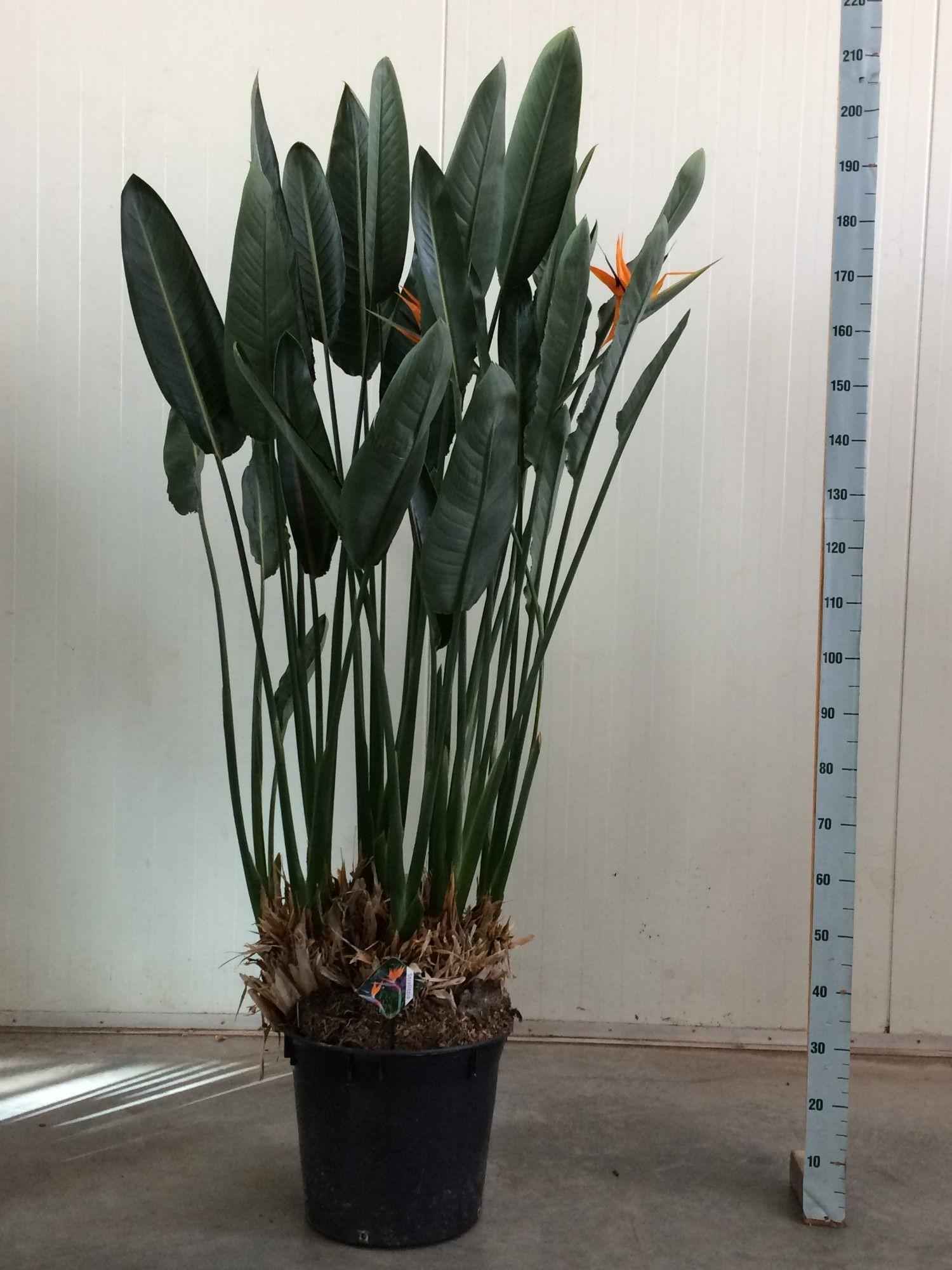 Image of Strelitzia Reginae – Paradiesvogelblume – Zimmerpflanze 180cm – Ø50cm – Exotische Kübelpflanze mit orangefarbenen Blüten – Pflegeleicht