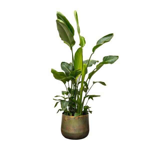 Image of Strelitzia Nicolai – Baumstrelitzie – Zimmerpflanze 250cm – Ø40cm – Weißer Paradiesvogel mit großen grünen Blättern-0