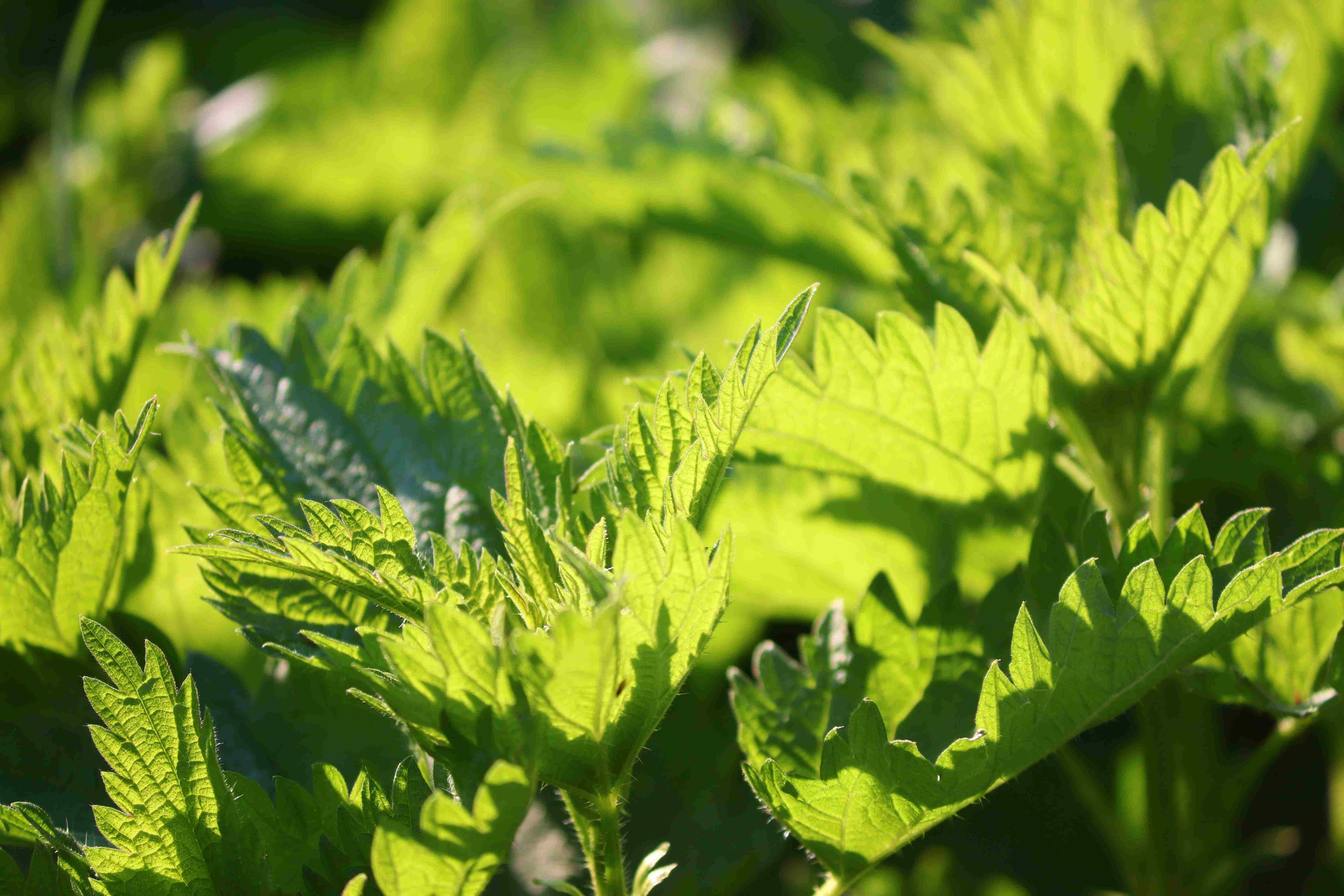 Image of DROP - THE INCREDIBLE ORGANIC NETTLE 2000mg - Food Supplement-4