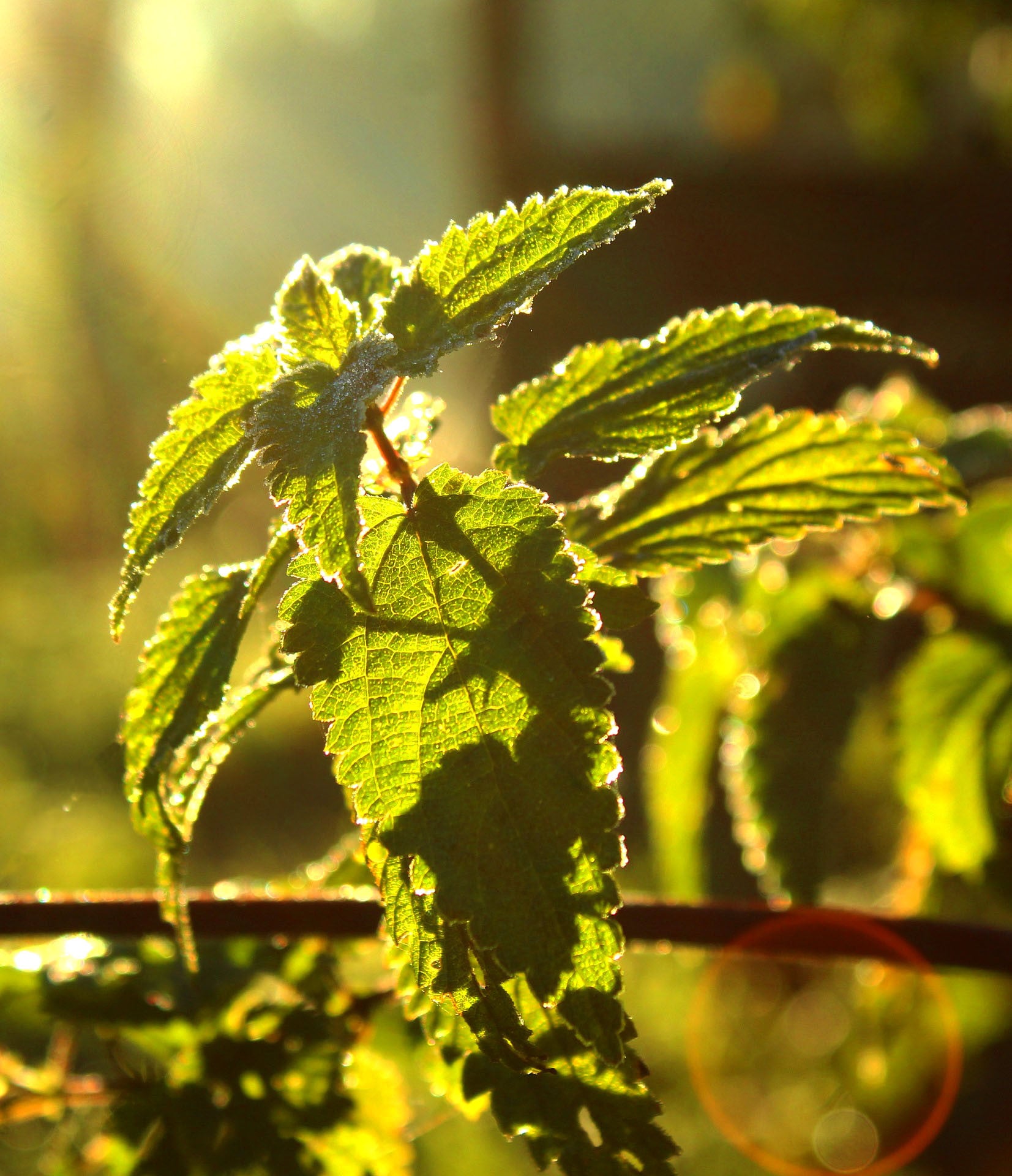 Image of The Incredible Organic Nettle 2000mg - Food Supplement-6