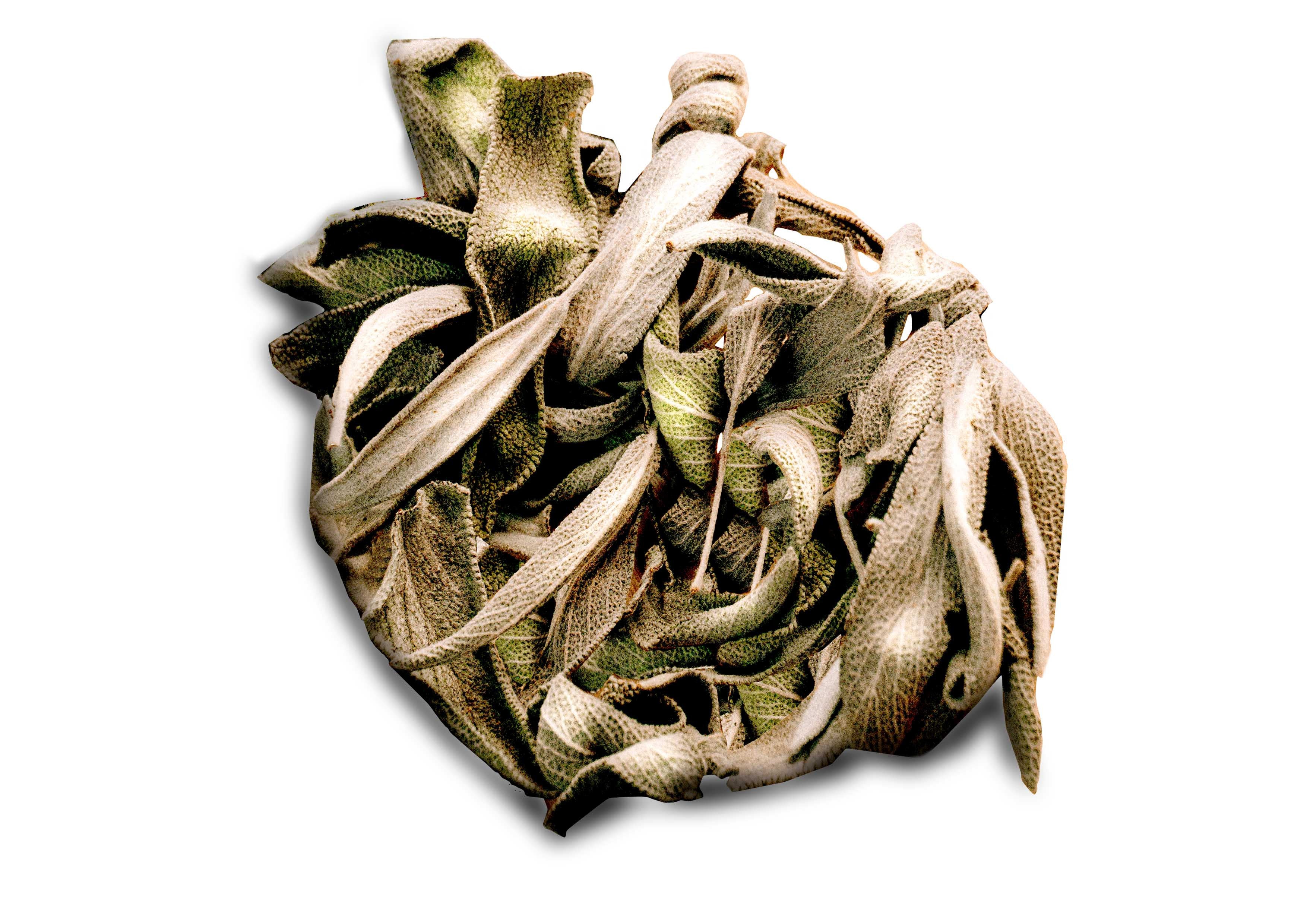 Image of SACRED PEARL - Sage Leaves - Loose Herb Infusion-1