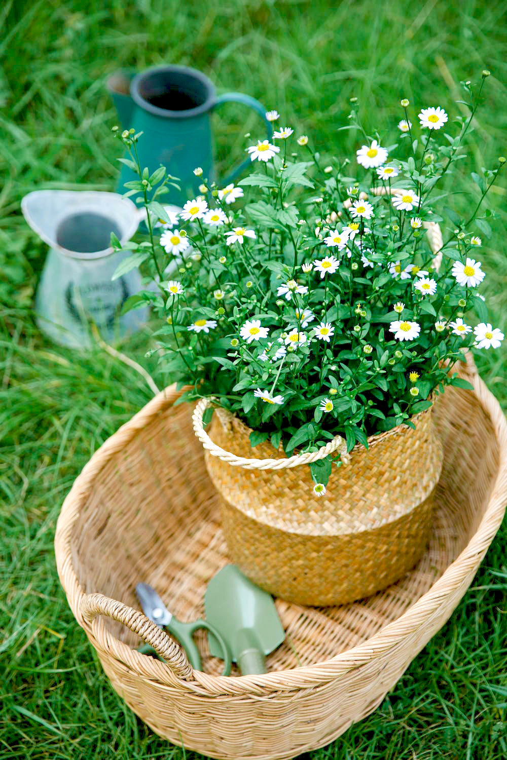 Image of PEARL OF SWEETNESS - Chamomile Flowers - Loose Herbal Infusion-5