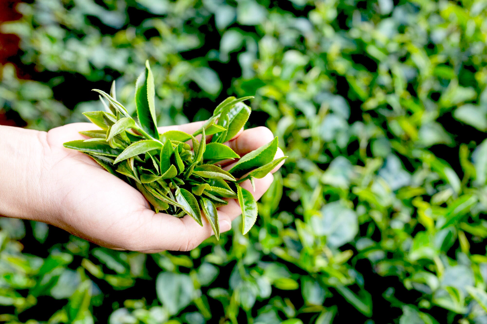 Image of PERLE IMPERIALE - Pai Mu Tan White Tea Leaves - Loose leaf tea-4