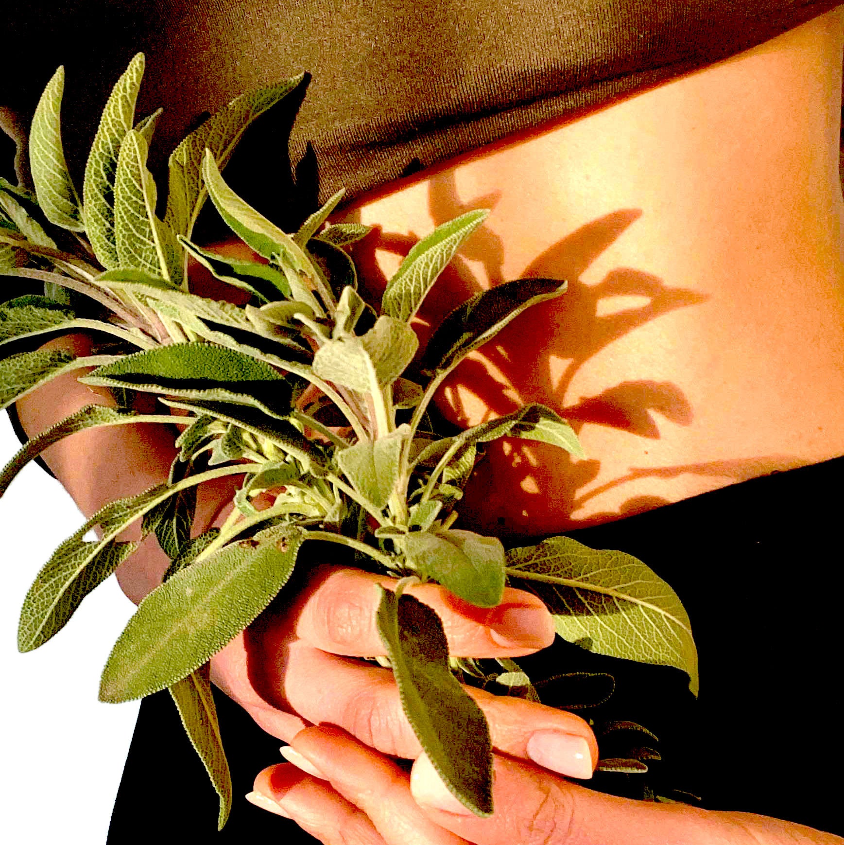 Image of SACRED PEARL - Sage Leaves - Loose Herb Infusion-3