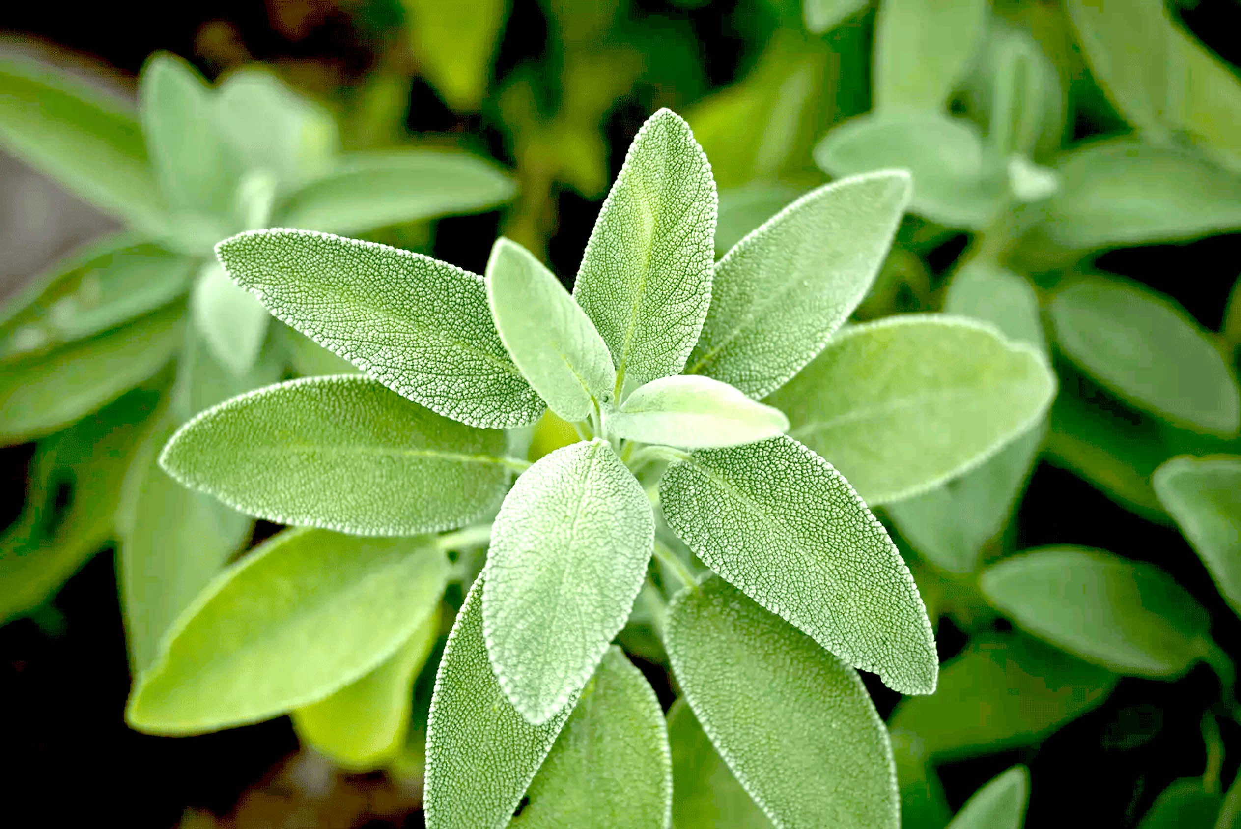Image of SACRED PEARL - Sage Leaves - Loose Herb Infusion-4