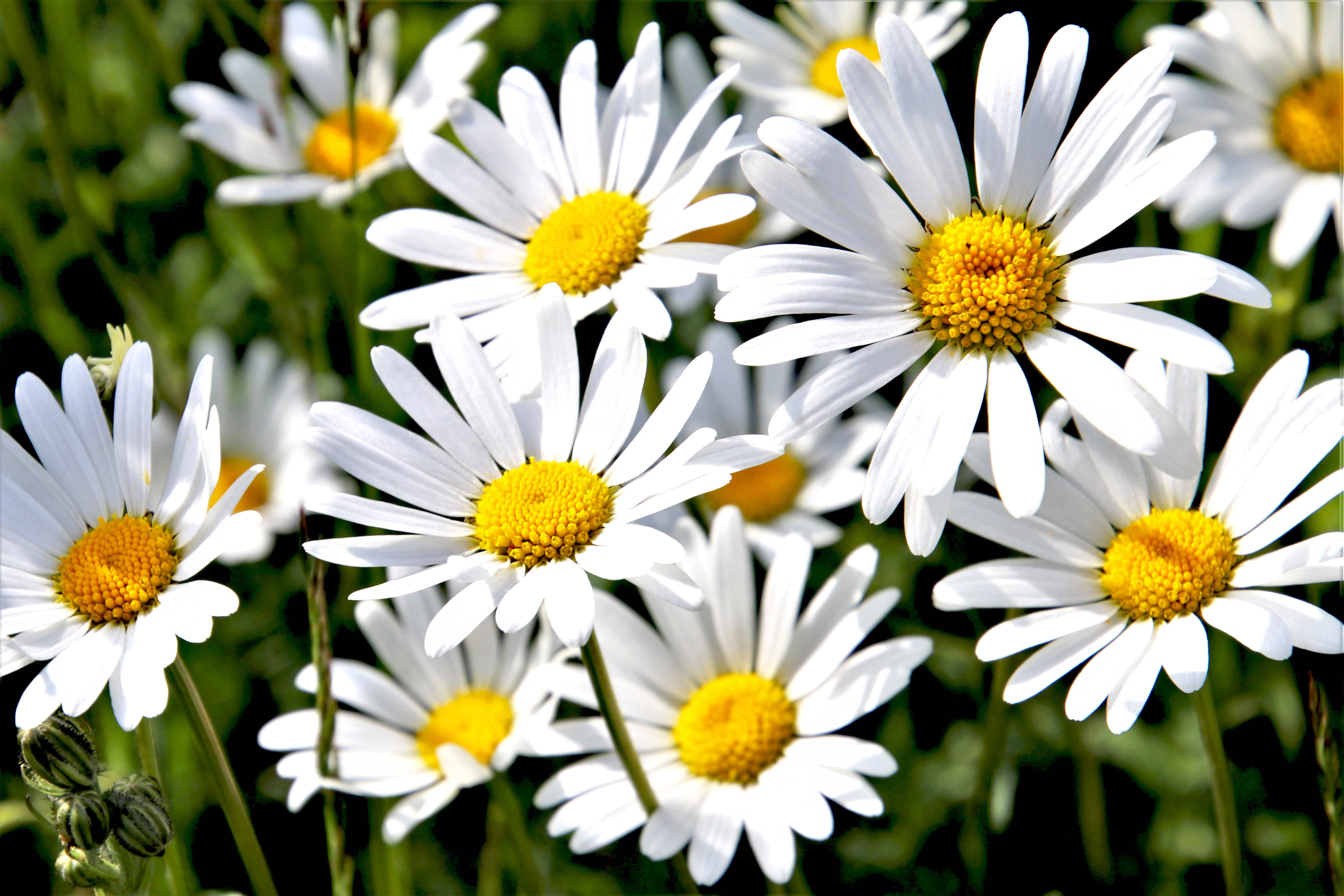 Image of PEARL OF SWEETNESS - Chamomile Flowers - Loose Herbal Infusion-4