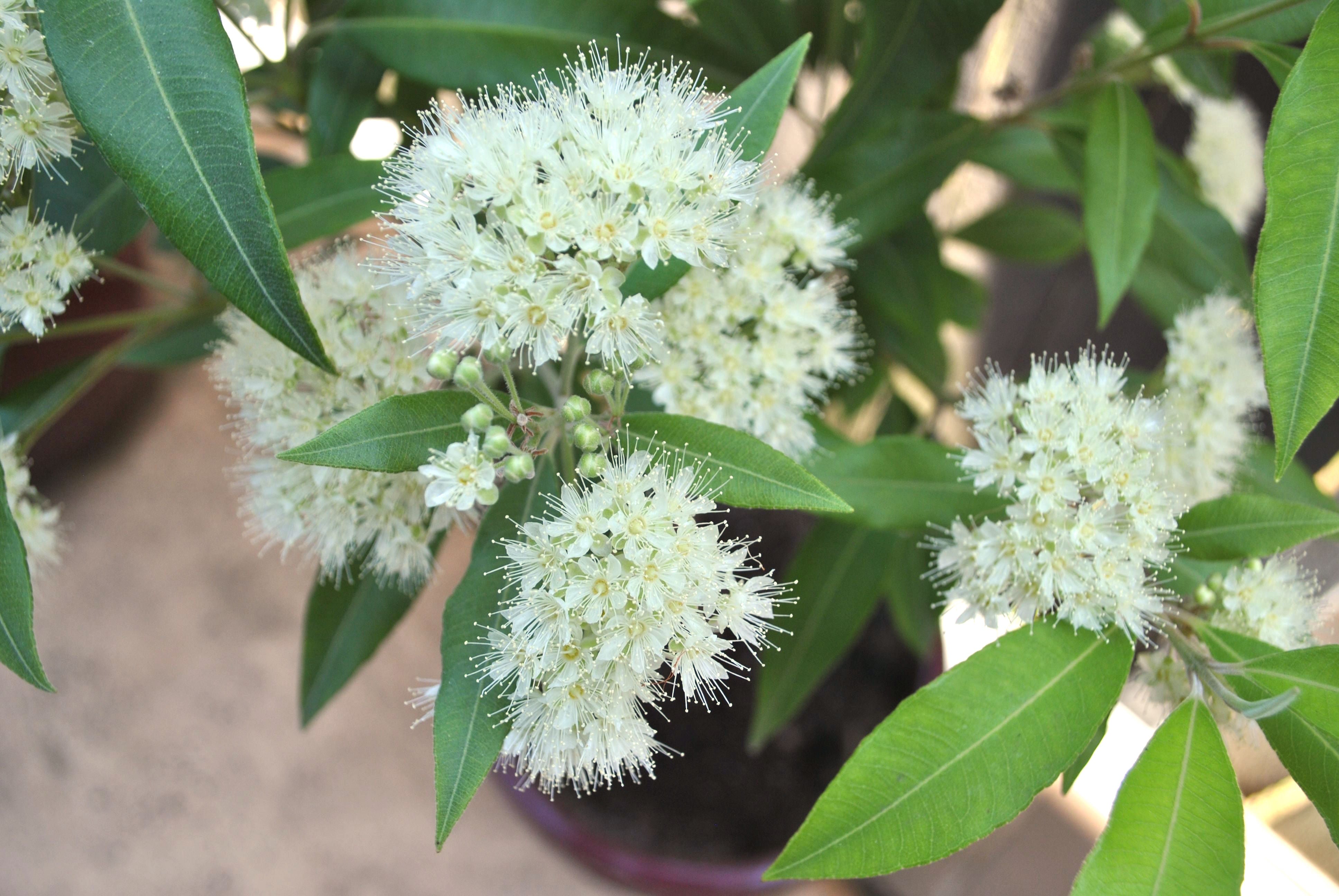 Image of Essential Oil, Lemon Myrtle , 20ml-3