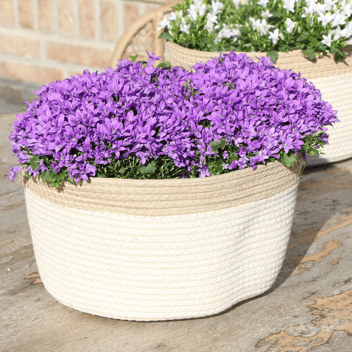 Image of Campanula Addenda Ambella Intense Purple 3er Set – Glockenblume lila im Baumwollkorb mit Bewässerungsreservoir – Topfgröße 12cm-3