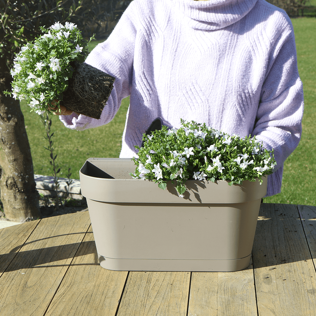Image of Campanula Addenda Ambella weiß 3er Set mit Balkonpflanzer taupe 36cm – Glockenblume weiß 12cm – inkl Aufhängesystem & Wasserreservoir-3