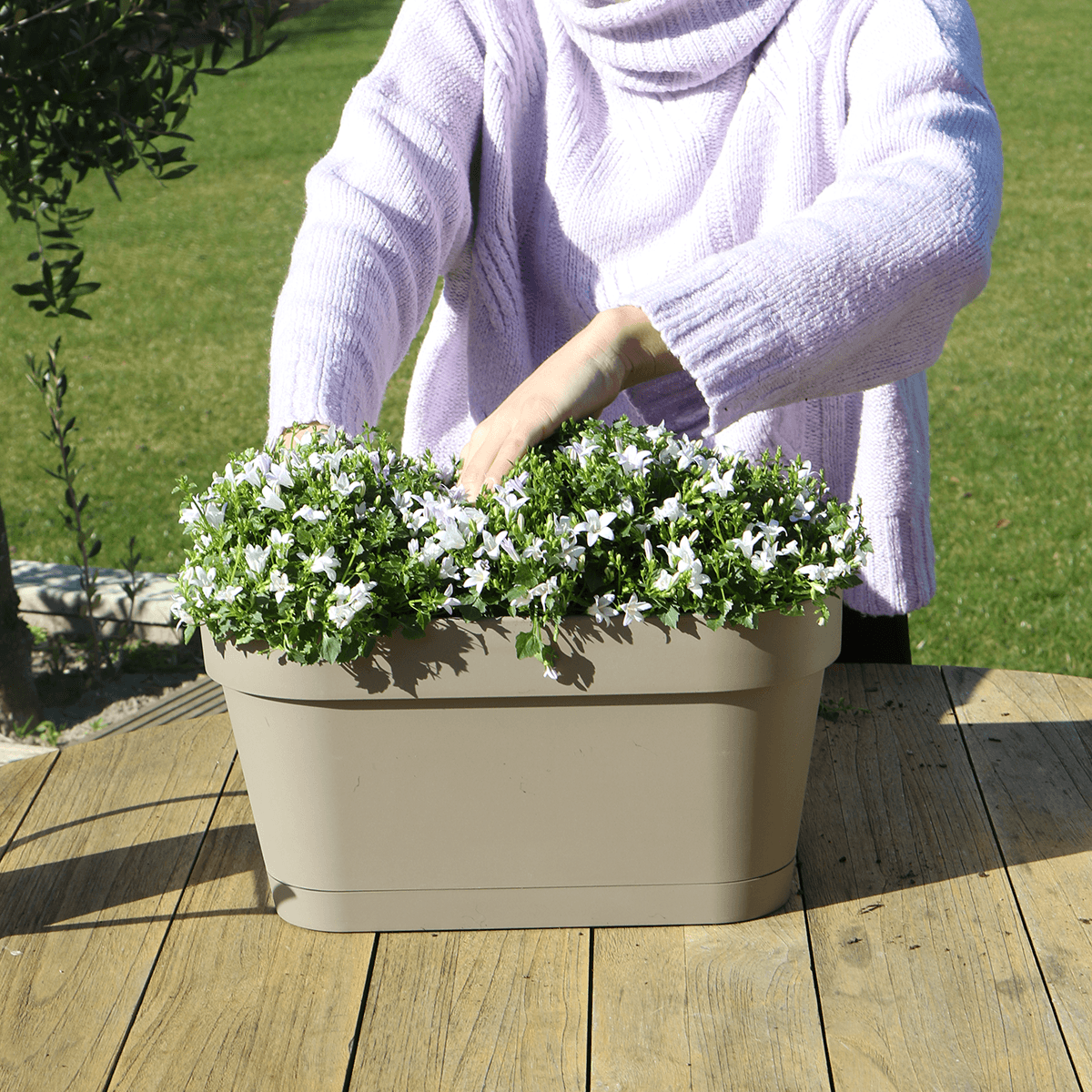 Image of Campanula Addenda Ambella weiß 3er Set mit Balkonpflanzer taupe 36cm – Glockenblume weiß 12cm – inkl Aufhängesystem & Wasserreservoir-4