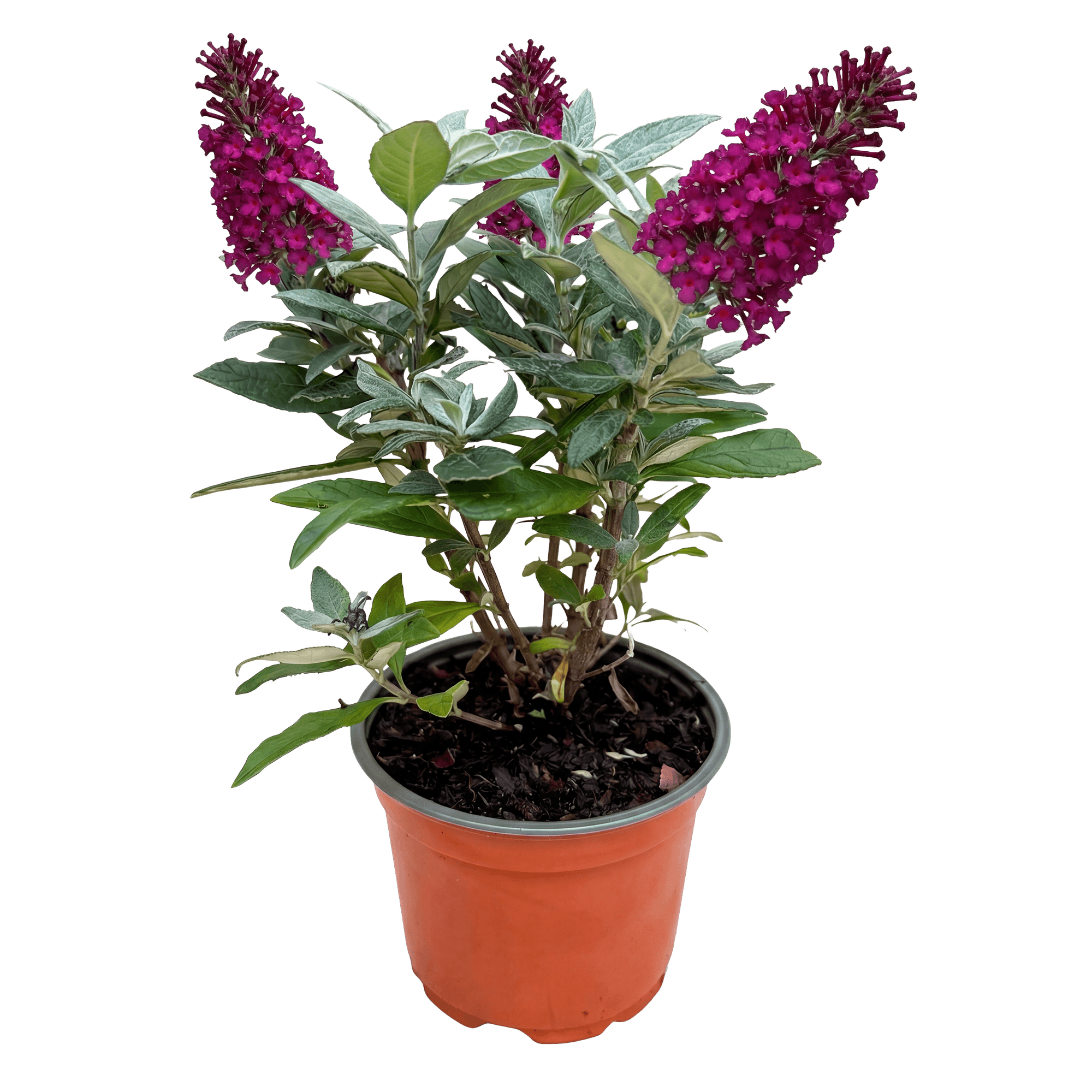 Image of Schmetterlingsstrauch Buddleja davidii Butterfly Candy Little Ruby kompakt rot 20-25cm 12cm bienenfreundlich duftend für Garten Balkon Terrasse Beet-2