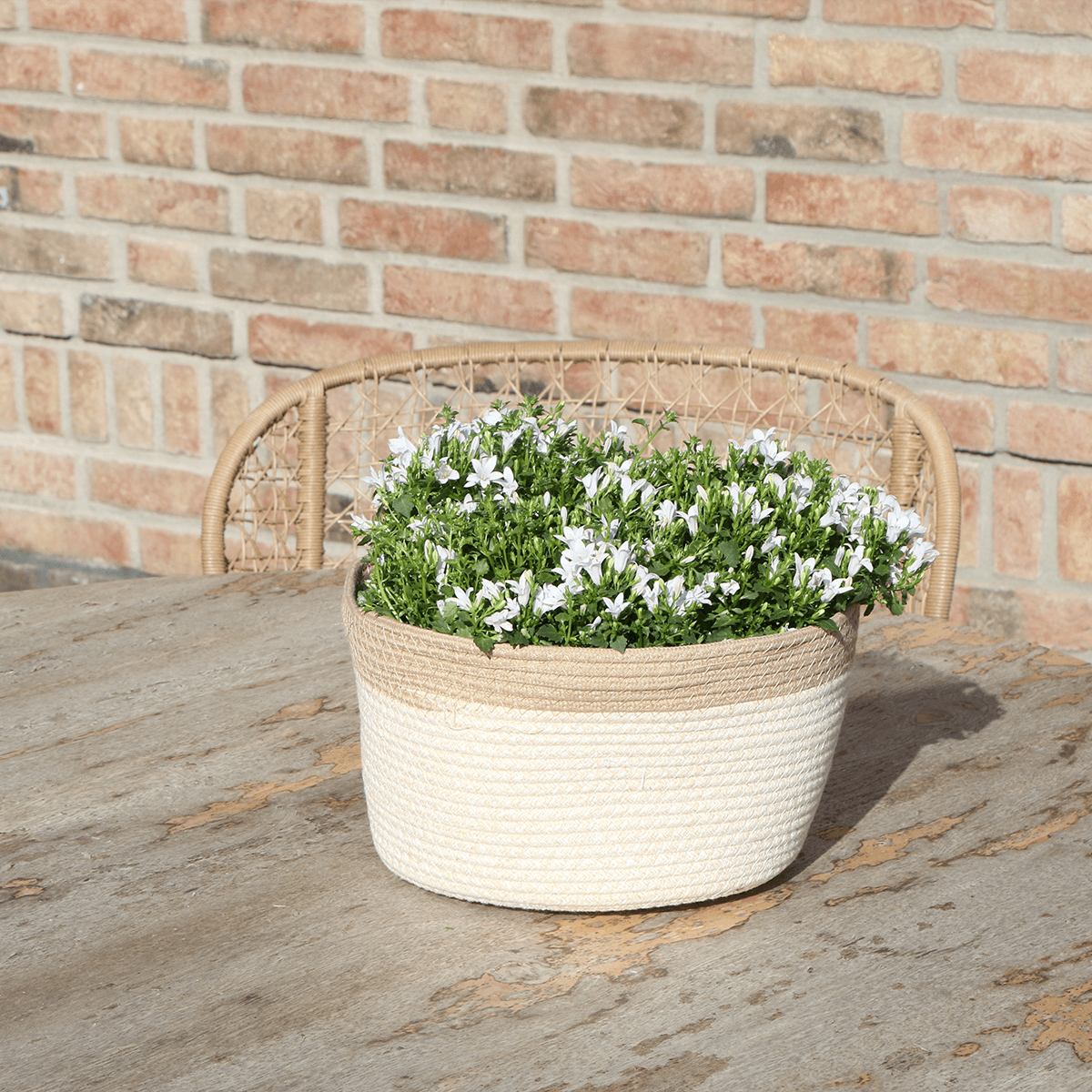 Image of Campanula Addenda Ambella weiß 3er Set – Glockenblume weiß im Baumwollkorb mit Bewässerungsreservoir – Topfgröße 12cm-2