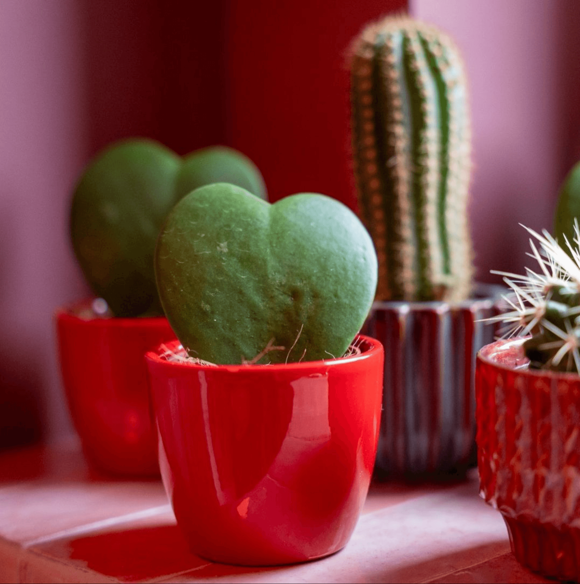 Image of 3er Set Mini Pflanzen mit Dekon Übertöpfen Love Ø6cm Sukkulenten Hoya Kerrii rosa rot Pflanzen Set für Fensterbank Schreibtisch Regal Geschenkidee-2
