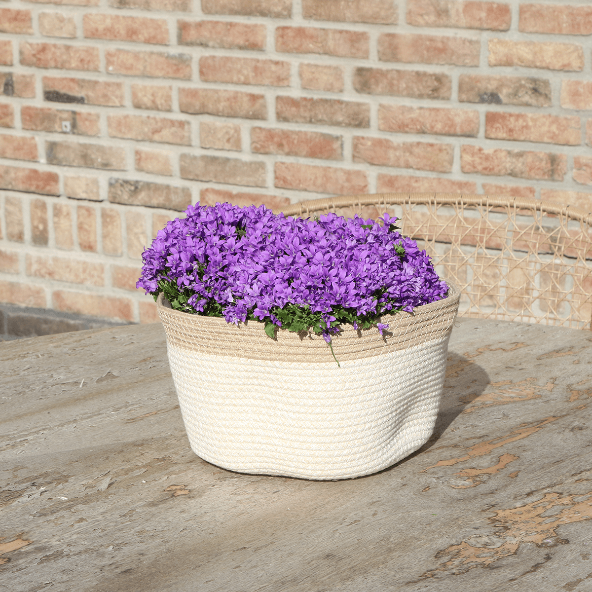 Image of Campanula Addenda Ambella Intense Purple 3er Set – Glockenblume lila im Baumwollkorb mit Bewässerungsreservoir – Topfgröße 12cm-1