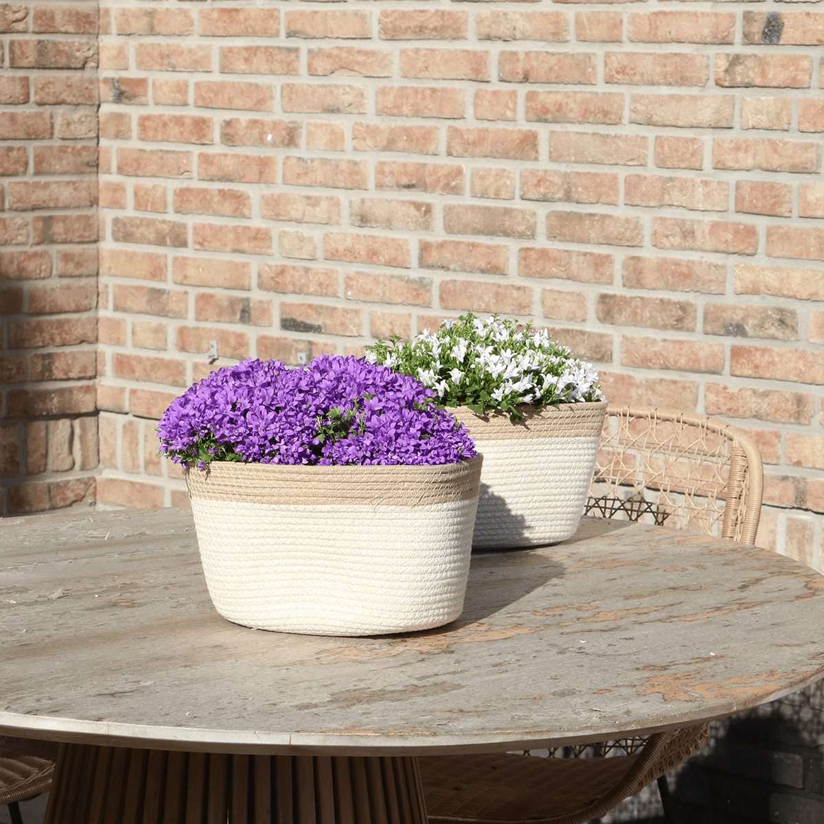 Image of Campanula Addenda Ambella Intense Purple 3er Set – Glockenblume lila im Baumwollkorb mit Bewässerungsreservoir – Topfgröße 12cm-2