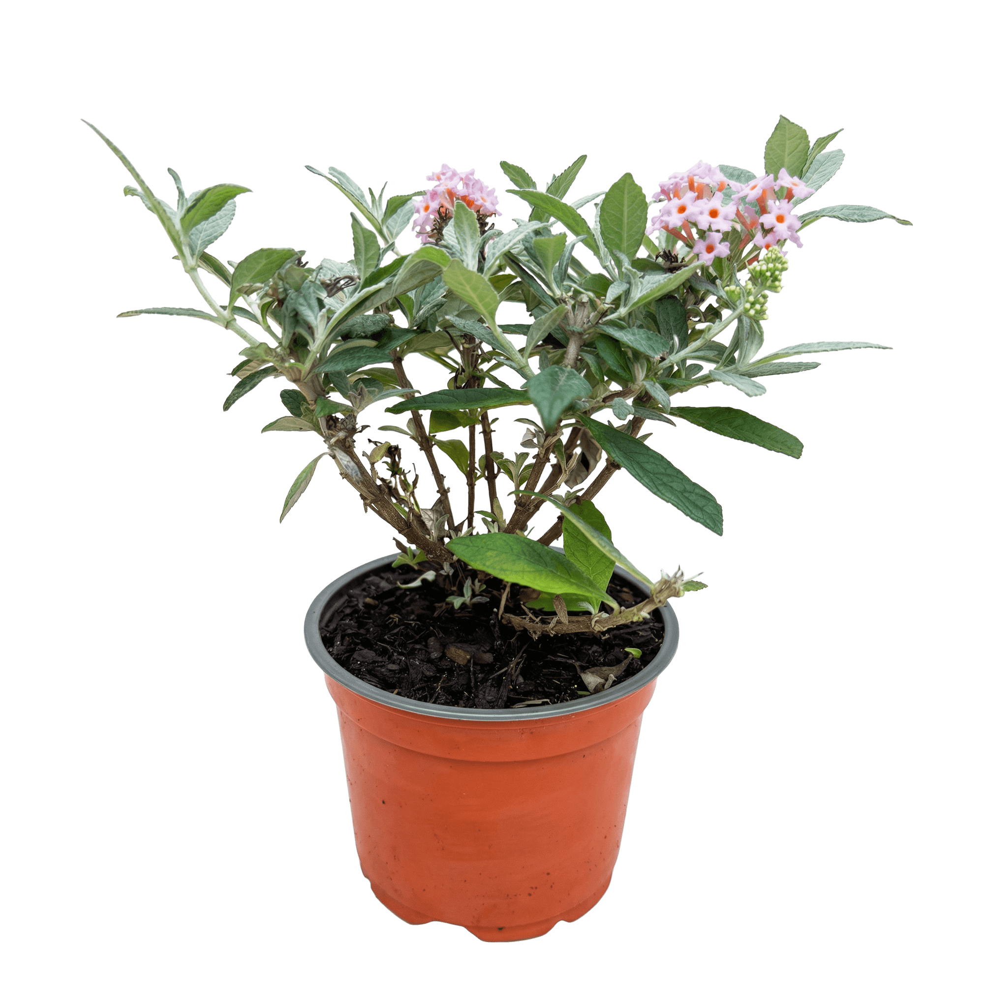 Image of Schmetterlingsflieder Buddleja davidii Butterfly Candy Little Pink kompakt rosa 20-25cm im 12cm Topf bienenfreundlich duftend für Garten Balkon-1