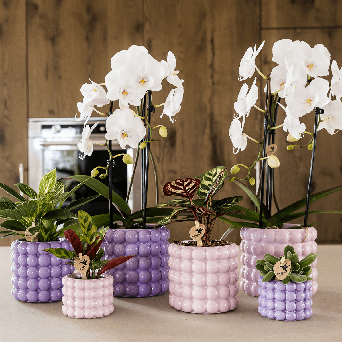 Image of Ziertopf Poppy – Purple – Ø6cm – Kleiner Keramik Blumentopf in glänzendem Violett – Stilvoller Übertopf für Mini-Zimmerpflanzen, Sukkulenten & Kakteen-2