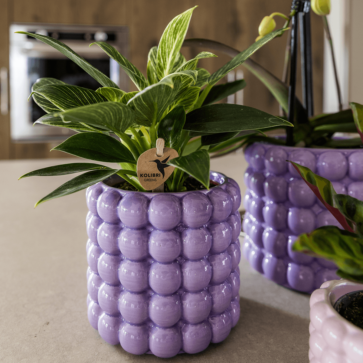 Image of Ziertopf Poppy – Purple – Ø9cm – Moderner Keramik Blumentopf in glänzendem Violett – Stilvoller Übertopf für Zimmerpflanzen, Sukkulenten & Orchideen-1