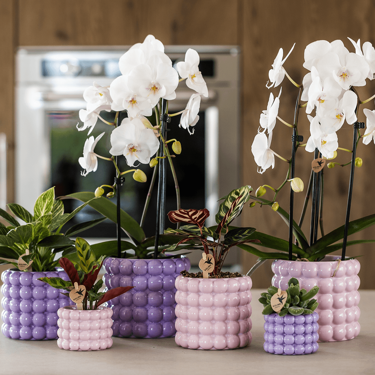 Image of Ziertopf Poppy – Purple – Ø9cm – Moderner Keramik Blumentopf in glänzendem Violett – Stilvoller Übertopf für Zimmerpflanzen, Sukkulenten & Orchideen-2