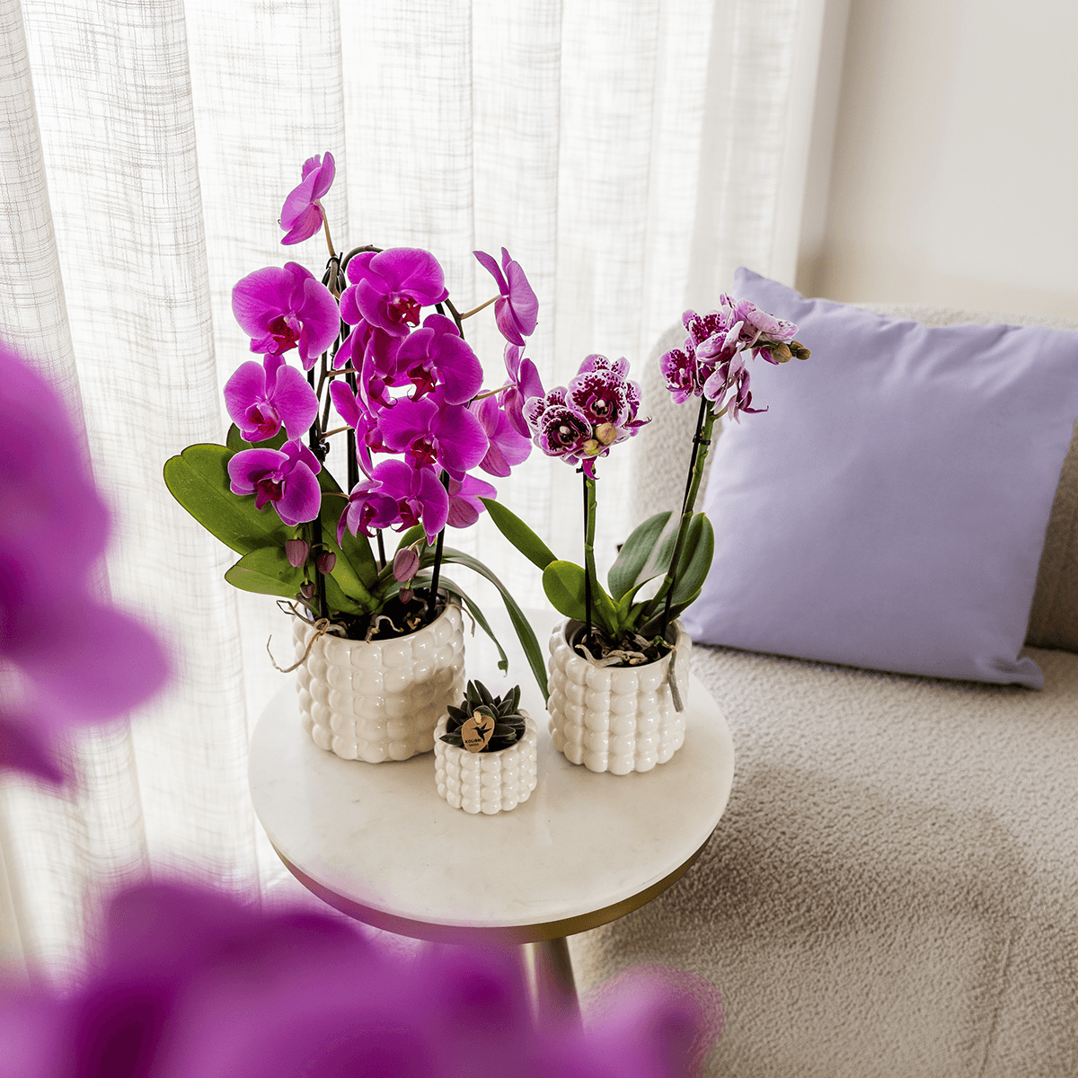Image of Phalaenopsis Orchidee Freeride – Ø12cm – Violett/Lila-rosa blühende Zimmerpflanze – Niagara Fall Kollektion – Blühende Orchidee frisch vom Züchter-3
