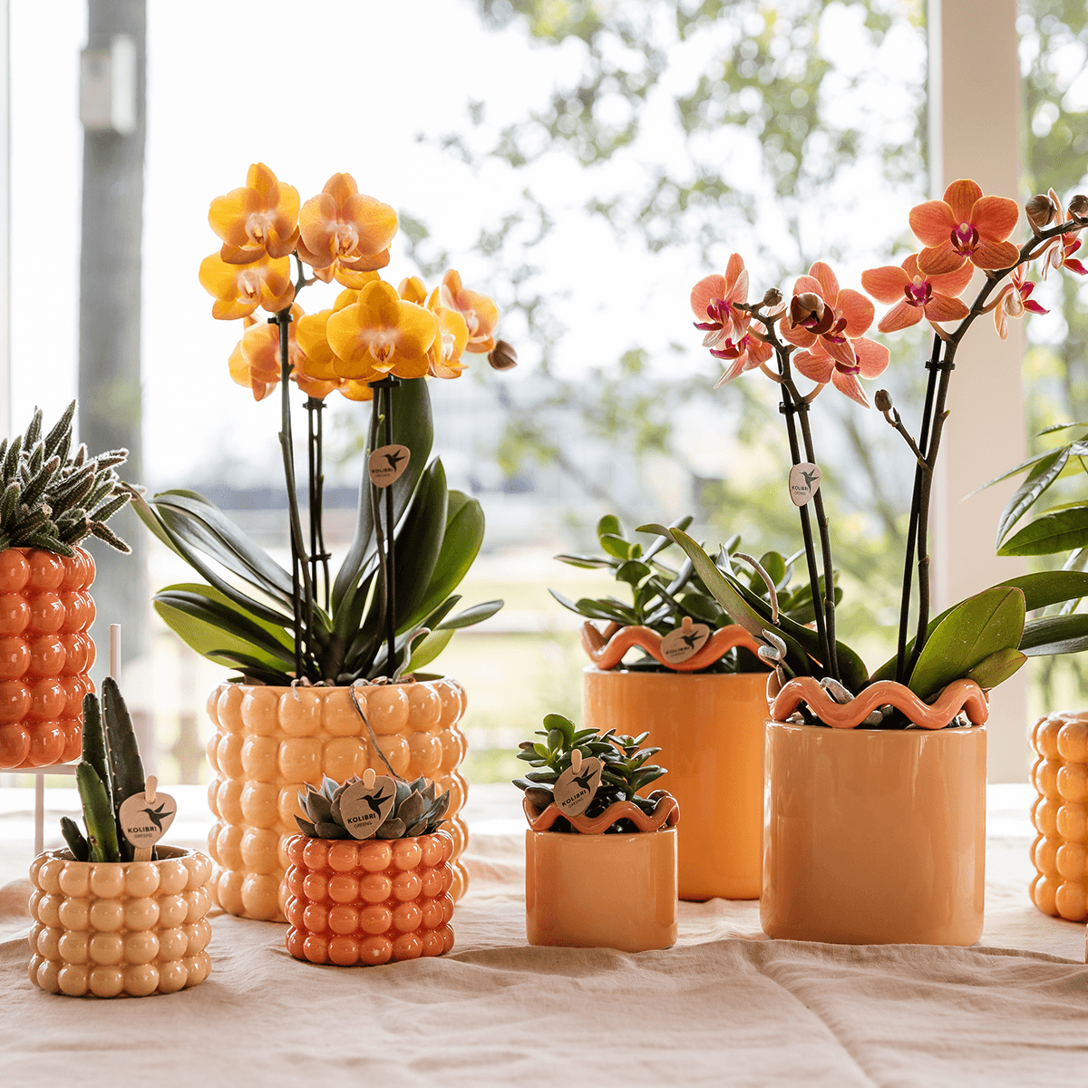 Image of Poppy Pflanztopf – Orange – Ø6cm – Dekorativer Mini-Übertopf in Keramikoptik – Moderner Blumentopf für kleine Zimmerpflanzen & Sukkulenten-4