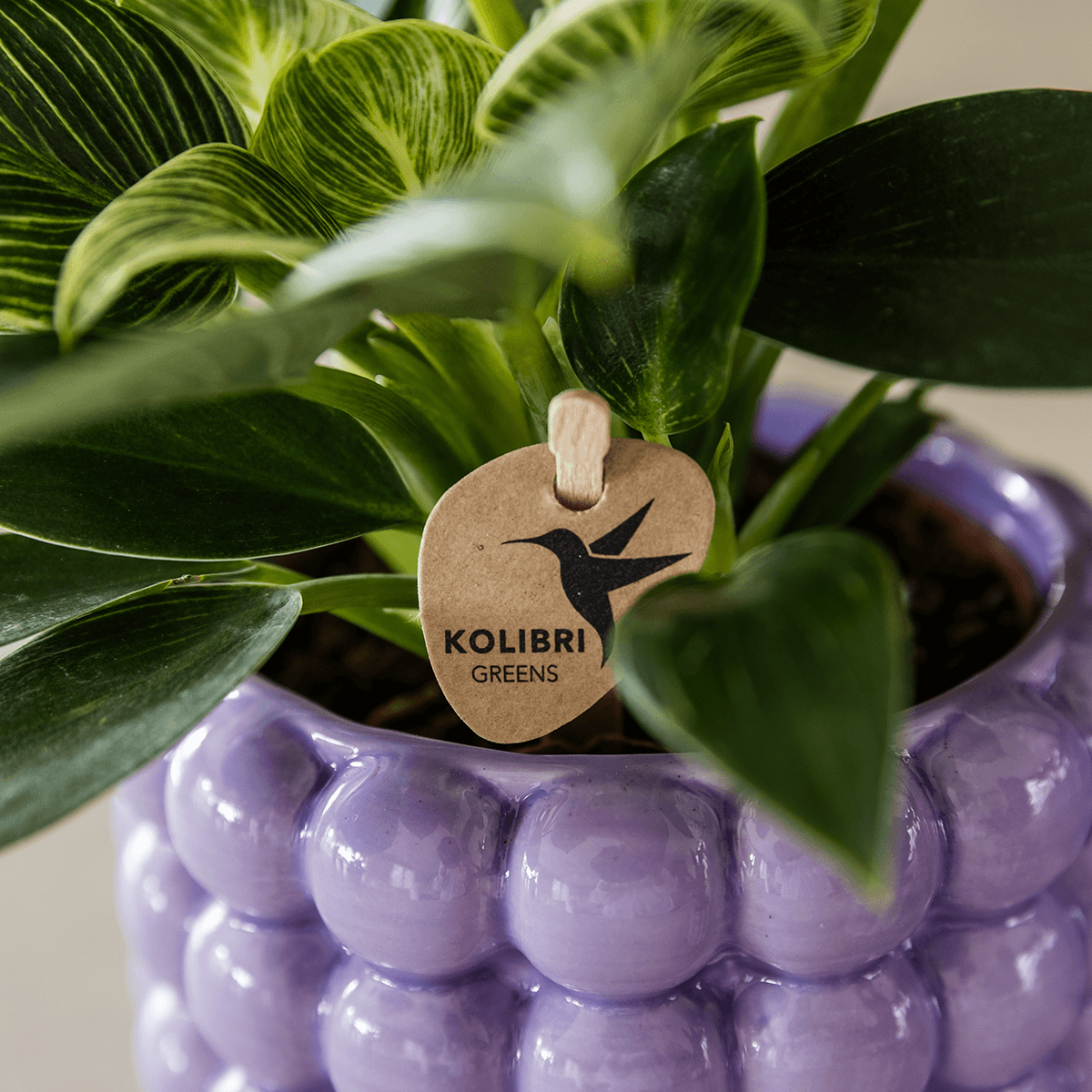 Image of Ziertopf Poppy – Purple – Ø9cm – Moderner Keramik Blumentopf in glänzendem Violett – Stilvoller Übertopf für Zimmerpflanzen, Sukkulenten & Orchideen-3