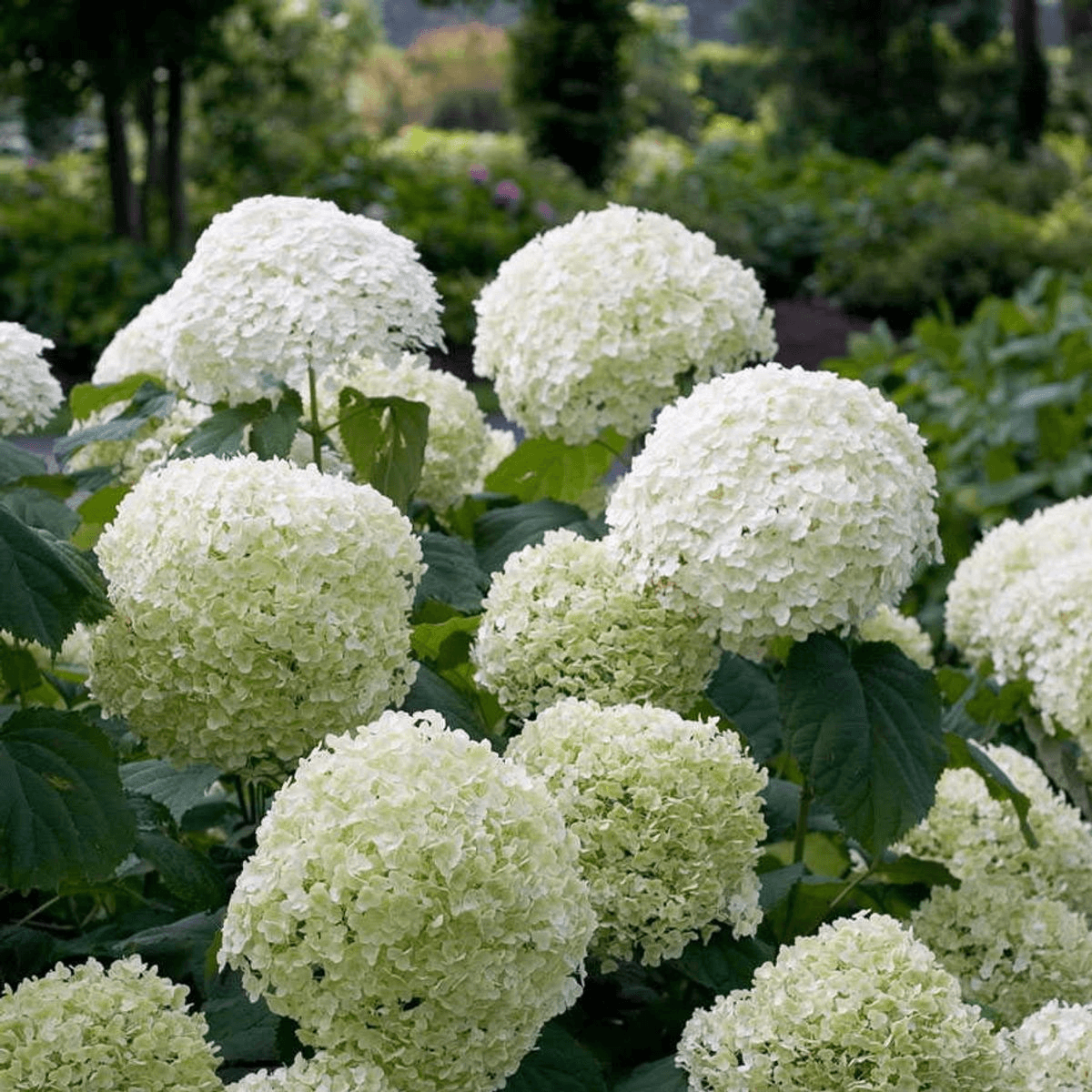 Image of Hortensie – Hydrangea arborescens 'Strong Annabelle' – Ø19cm ↕30cm – Winterharte Gartenpflanze mit großen weißen Blüten-0