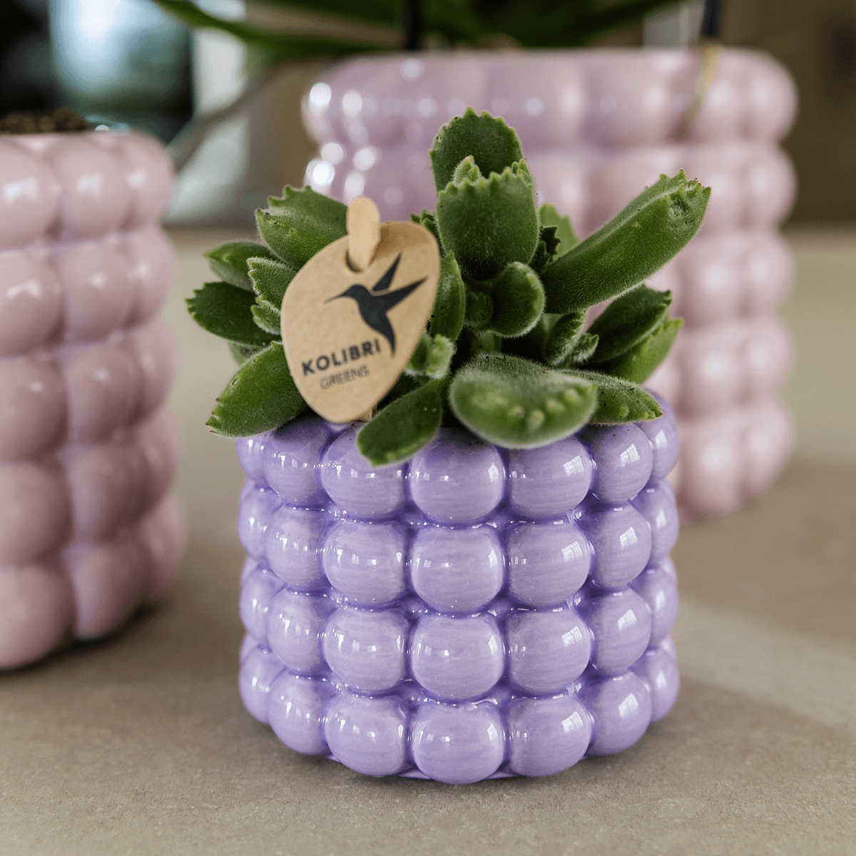 Image of Ziertopf Poppy – Purple – Ø6cm – Kleiner Keramik Blumentopf in glänzendem Violett – Stilvoller Übertopf für Mini-Zimmerpflanzen, Sukkulenten & Kakteen-1