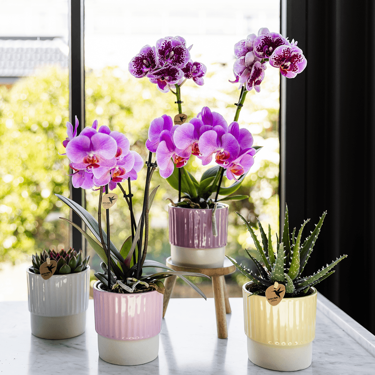 Image of Violett – Rosa Phalaenopsis Orchidee – Frederikstad – Ø9cm – Blühende Zimmerpflanze mit 2-3 kräftigen Trieben-1