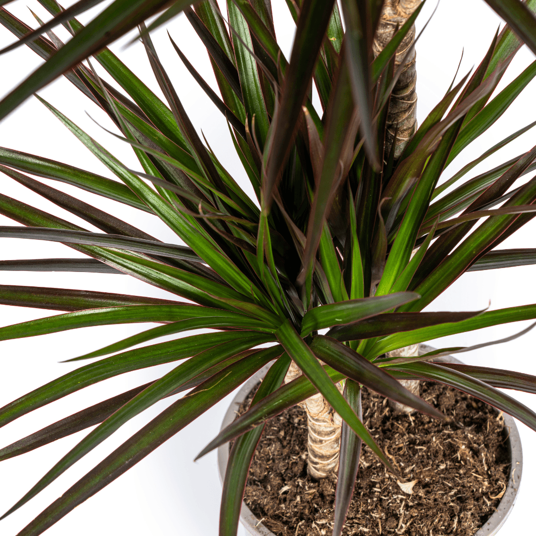 Image of Drachenbaum Dracaena Marginata Magenta – Zimmerpflanze Ø19cm – 70-90cm hoch – Grünpflanze mit magentafarbenen Blatträndern-1
