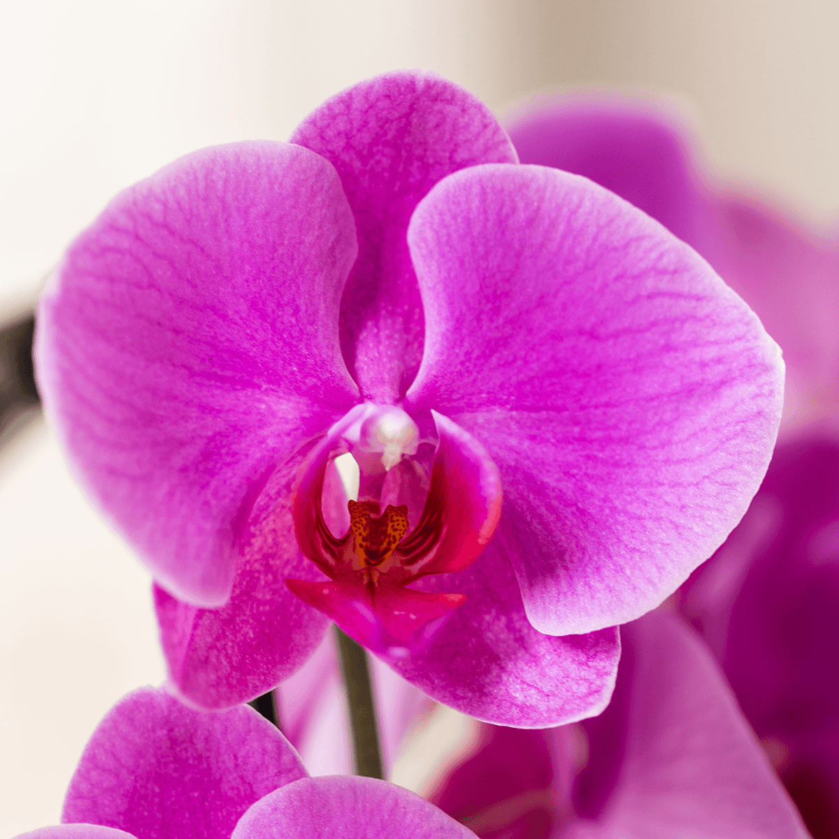 Image of Phalaenopsis Orchidee Freeride – Ø12cm – Violett/Lila-rosa blühende Zimmerpflanze – Niagara Fall Kollektion – Blühende Orchidee frisch vom Züchter-1