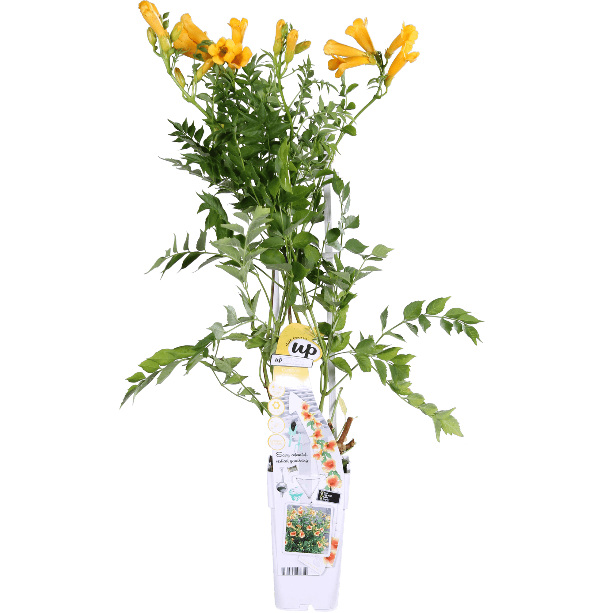 Image of Trompetenblume Gelb Campsis Summer Jazz Gold Trumpet 65cm 15cm winterharte Kletterpflanze für Garten Zaun Pergola Terrasse selbstkletternd-1