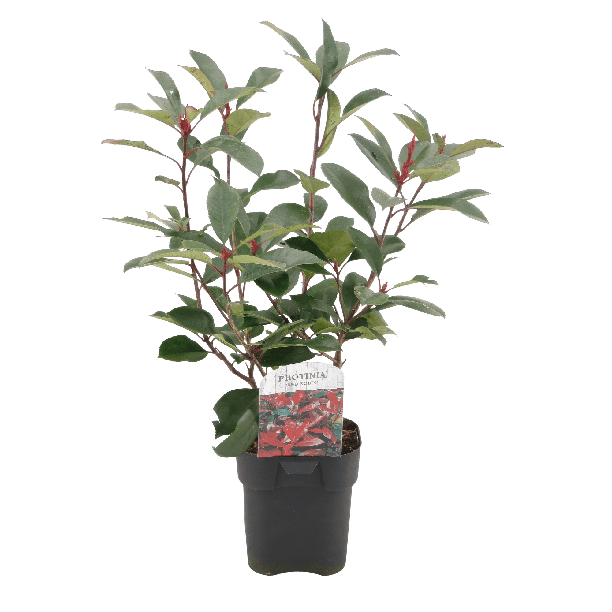 Image of Photinia fraseri Red Robin – 6 Pflanzen für 1 laufenden Meter – Frasers Glanzmispel – Immergrüne Heckenpflanze im 17cm Topf – ca. 55cm hoch-3