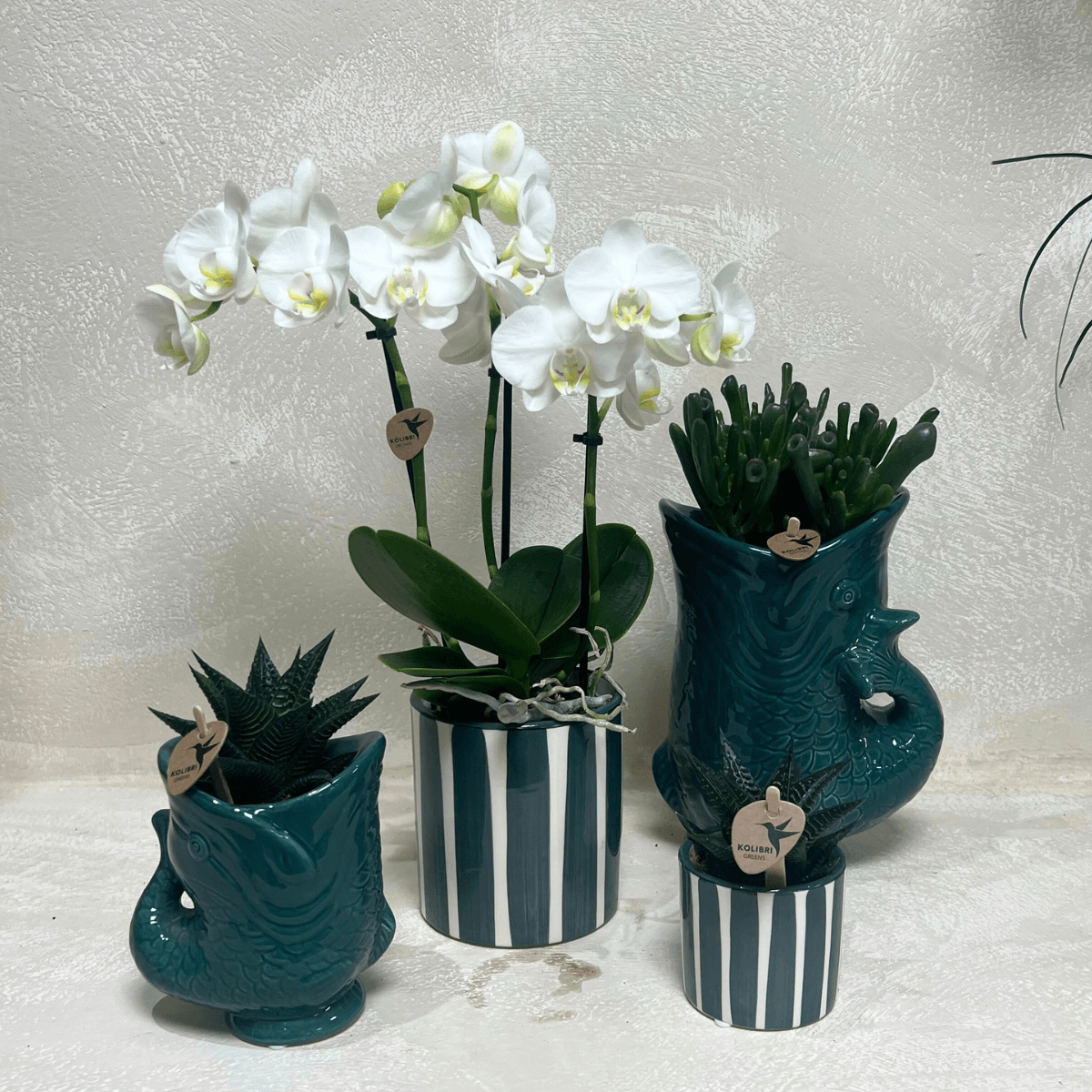 Image of Set mit weißer Orchidee Amabilis & Sukkulenten – Blühende Zimmerpflanzen in keramischen Ziertöpfen Ø9cm & Ø6cm – Frisch vom Züchter-1