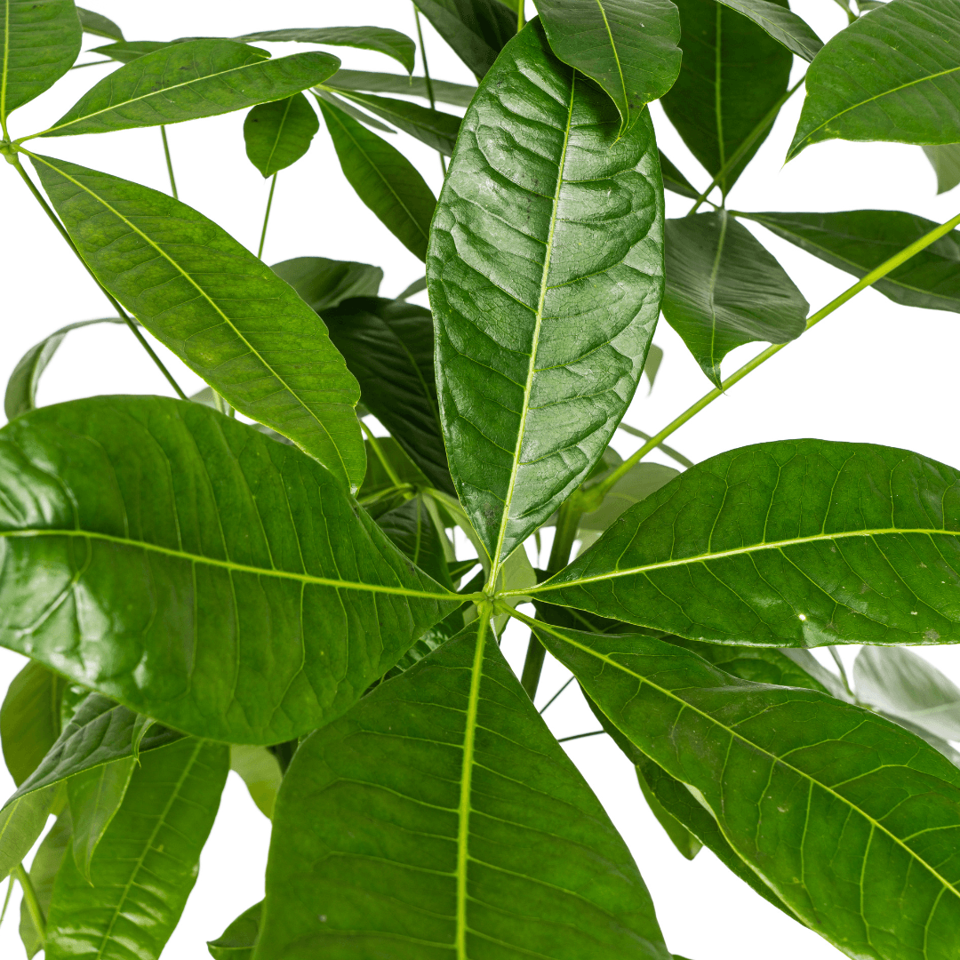 Image of Glückskastanie Pachira Aquatica – Zimmerpflanze – Ø24cm – 120-140cm hoch – Geflochtener Stamm – Exotisch & pflegeleicht-3
