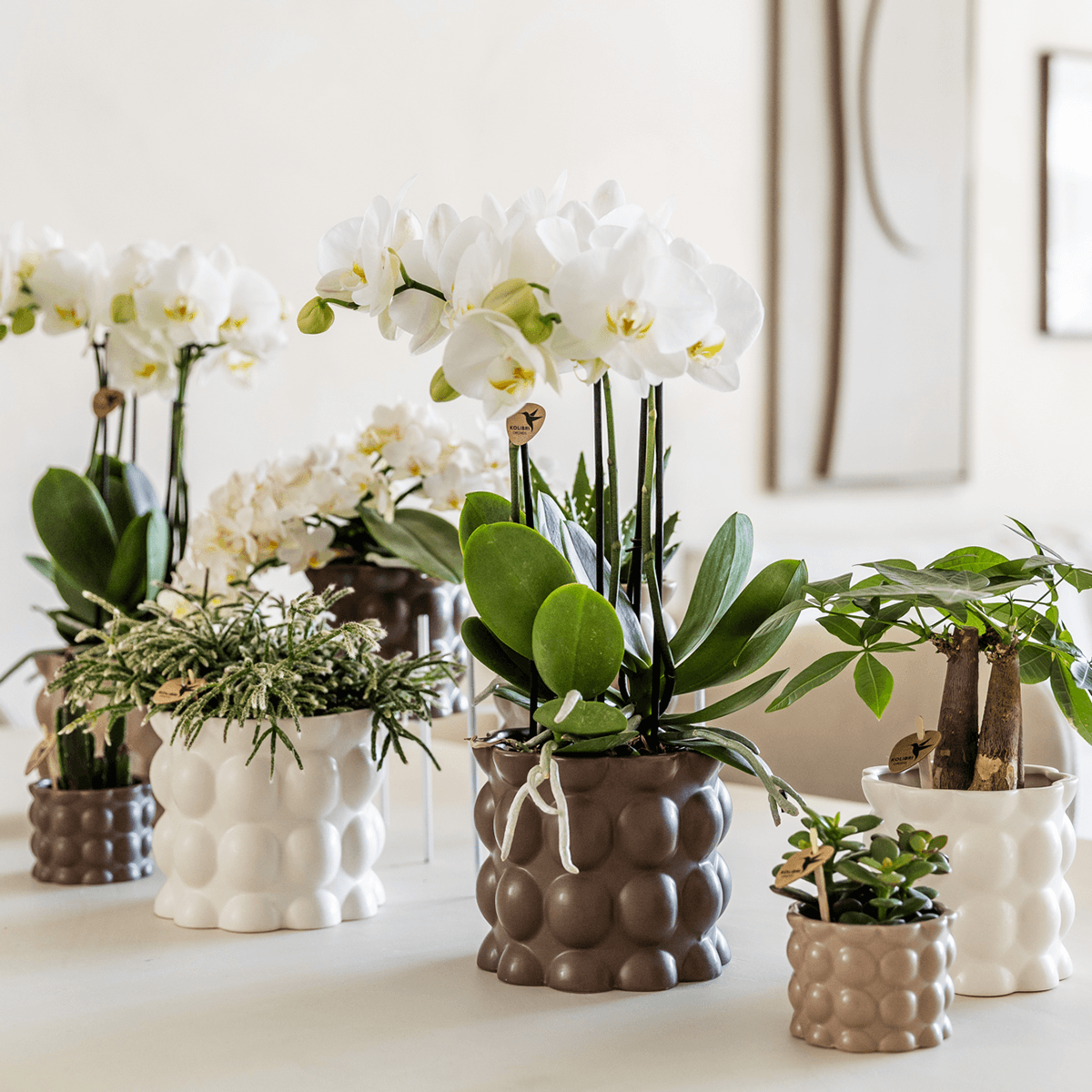 Image of Ziertopf Cotton – Weiß – Ø9cm – Blumentopf mit matter Oberfläche – Pflanztopf aus der Slow Living Kollektion – Für kleine Zimmerpflanzen & Orchideen-1