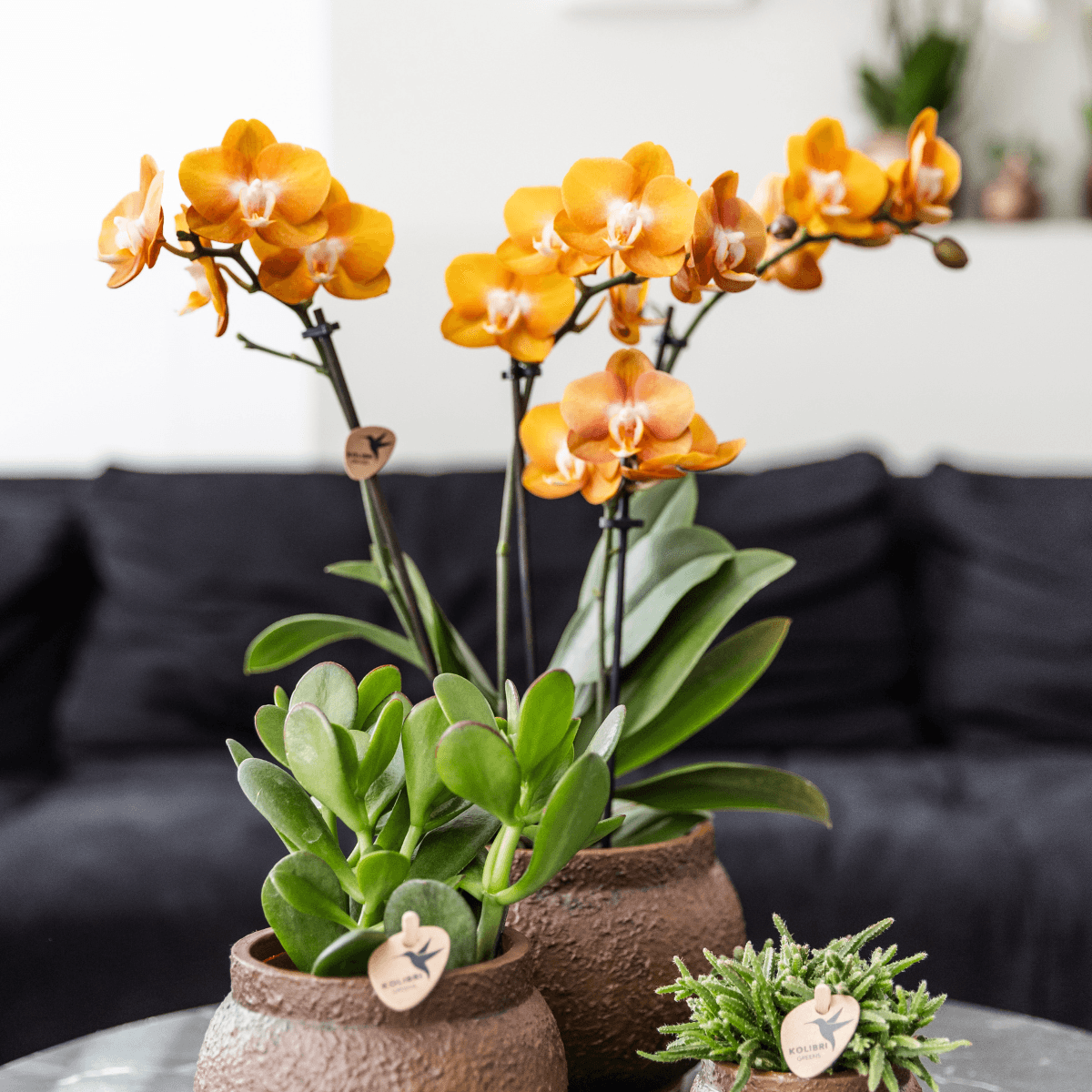 Image of Phalaenopsis-Orchidee Las Vegas – 2 Pflanzen – Orange – Ø12cm – Zimmerpflanze mit 3-4 Blütenstielen – Edle Multiflora-Orchidee für Wohnung & Büro-4