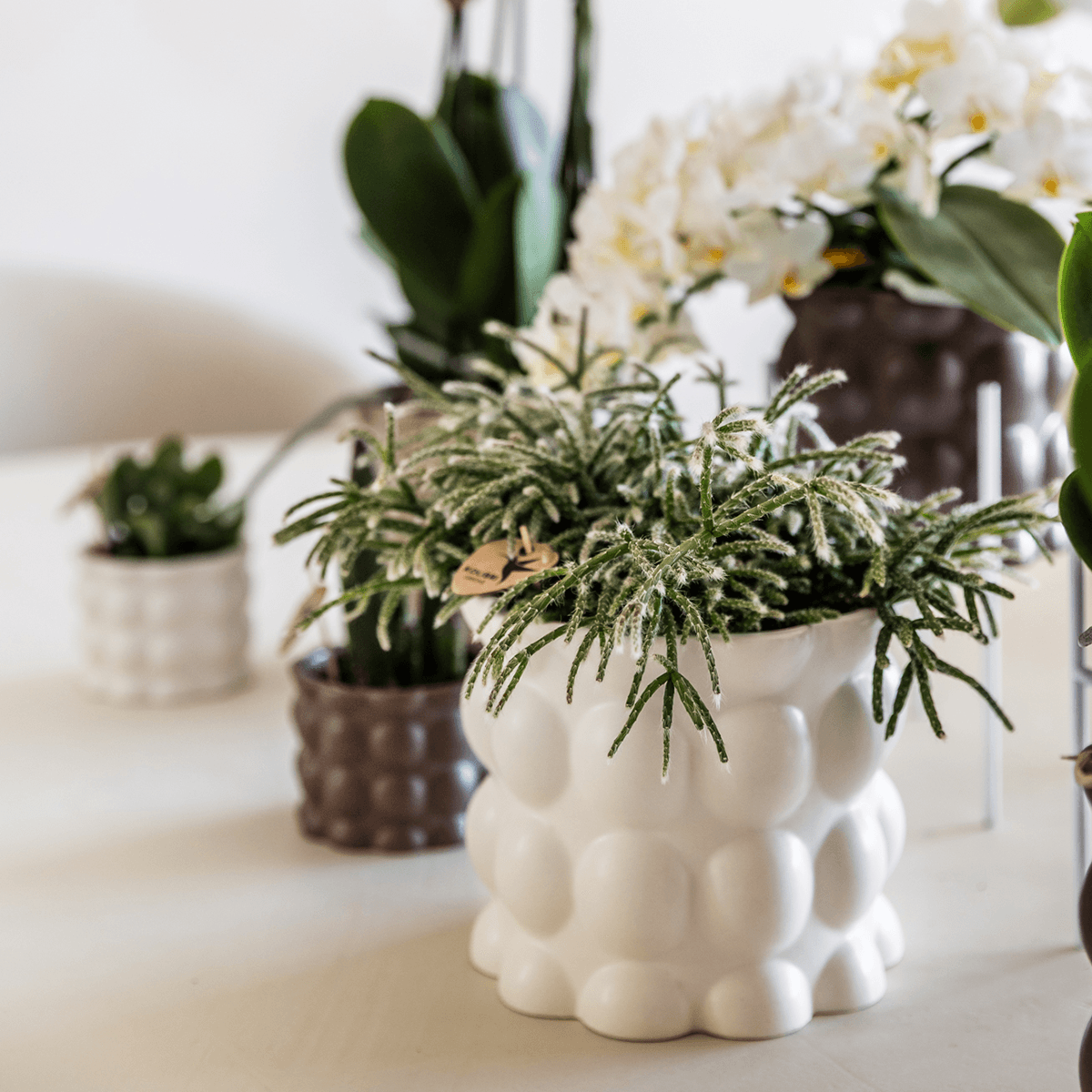 Image of Ziertopf Cotton – Weiß – Ø9cm – Blumentopf mit matter Oberfläche – Pflanztopf aus der Slow Living Kollektion – Für kleine Zimmerpflanzen & Orchideen-3