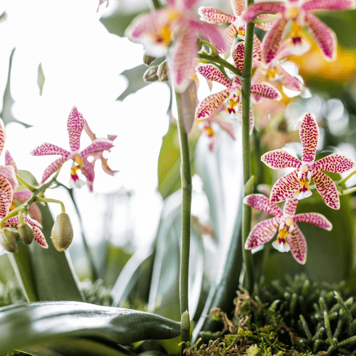 Image of Phalaenopsis Orchidee Spider – Orange – Ø9cm – Blühende Zimmerpflanze mit einzigartigem Muster – Elegante & pflegeleichte Orchidee frisch vom Züchter-4