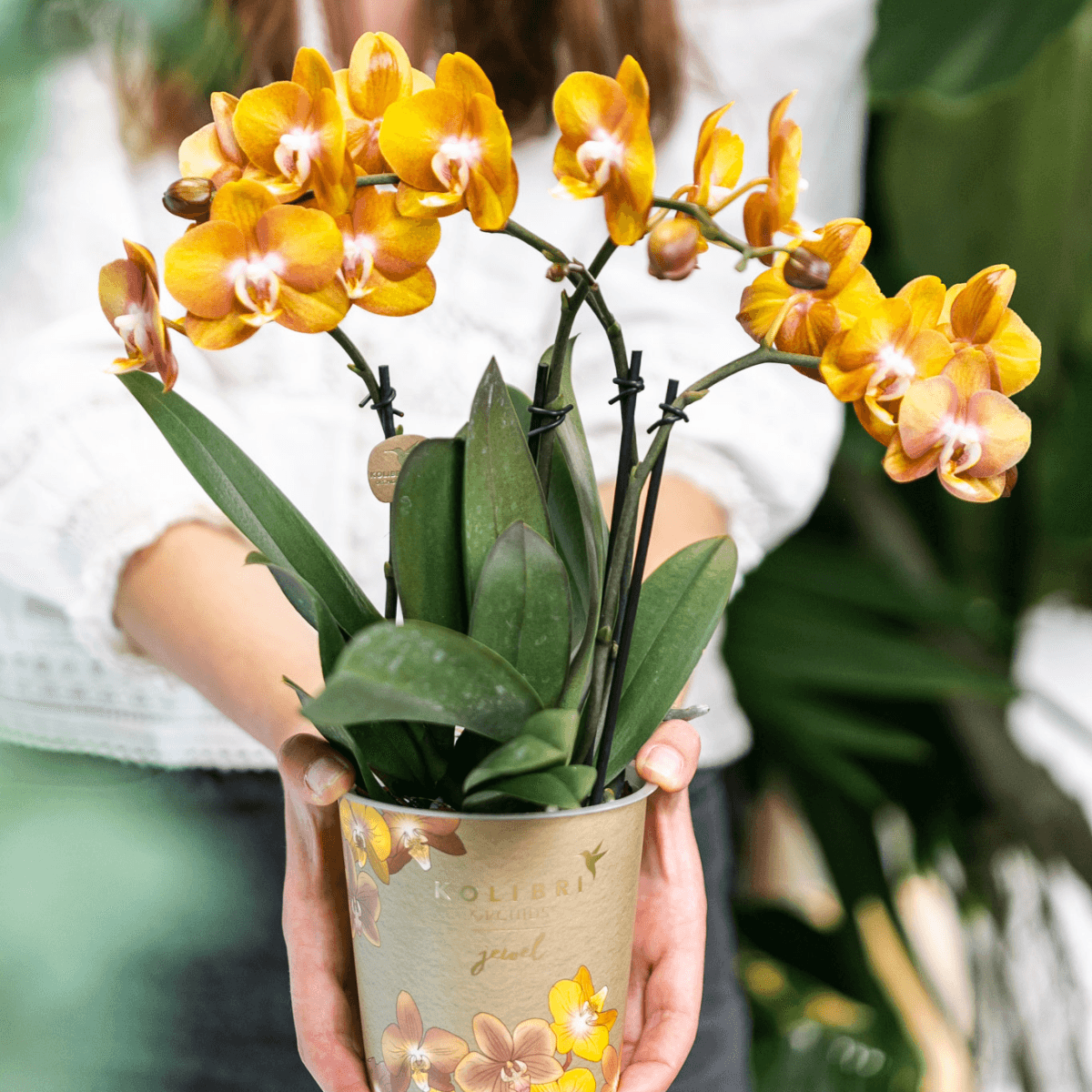 Image of Phalaenopsis-Orchidee Las Vegas – 2 Pflanzen – Orange – Ø12cm – Zimmerpflanze mit 3-4 Blütenstielen – Edle Multiflora-Orchidee für Wohnung & Büro-2