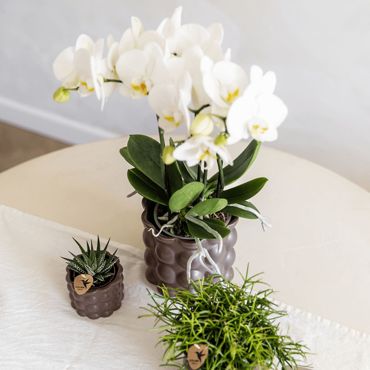 Image of Ziertopf Cotton – Braun – Ø9cm – Blumentopf mit matter Oberfläche – Pflanztopf aus der Slow Living Kollektion – Für kleine Pflanzen & Orchideen-2