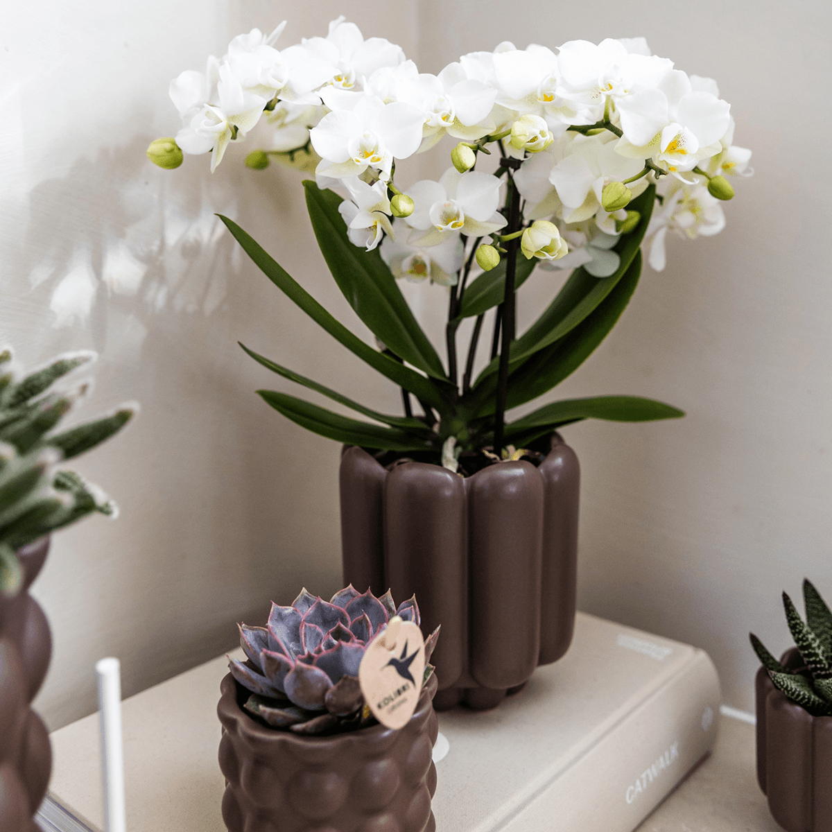 Image of Retro Pflanztopf – Brown – Ø9cm – Dekorativer Übertopf aus Keramik – Blumentopf mit Rillenstruktur – Für Orchideen & Grünpflanzen-2