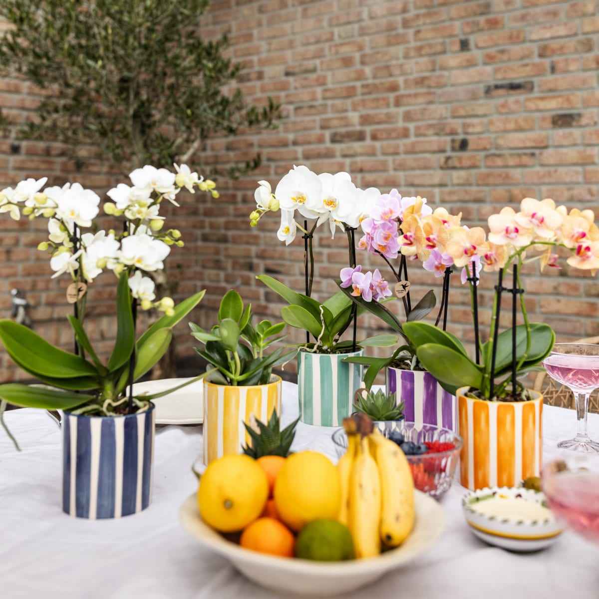 Image of Weiße Phalaenopsis Orchidee Lausanne im Painted Stripe Ziertopf Türkis – Ø9cm – Multiflora Zimmerpflanze mit 2-3 Blütentrieben-1