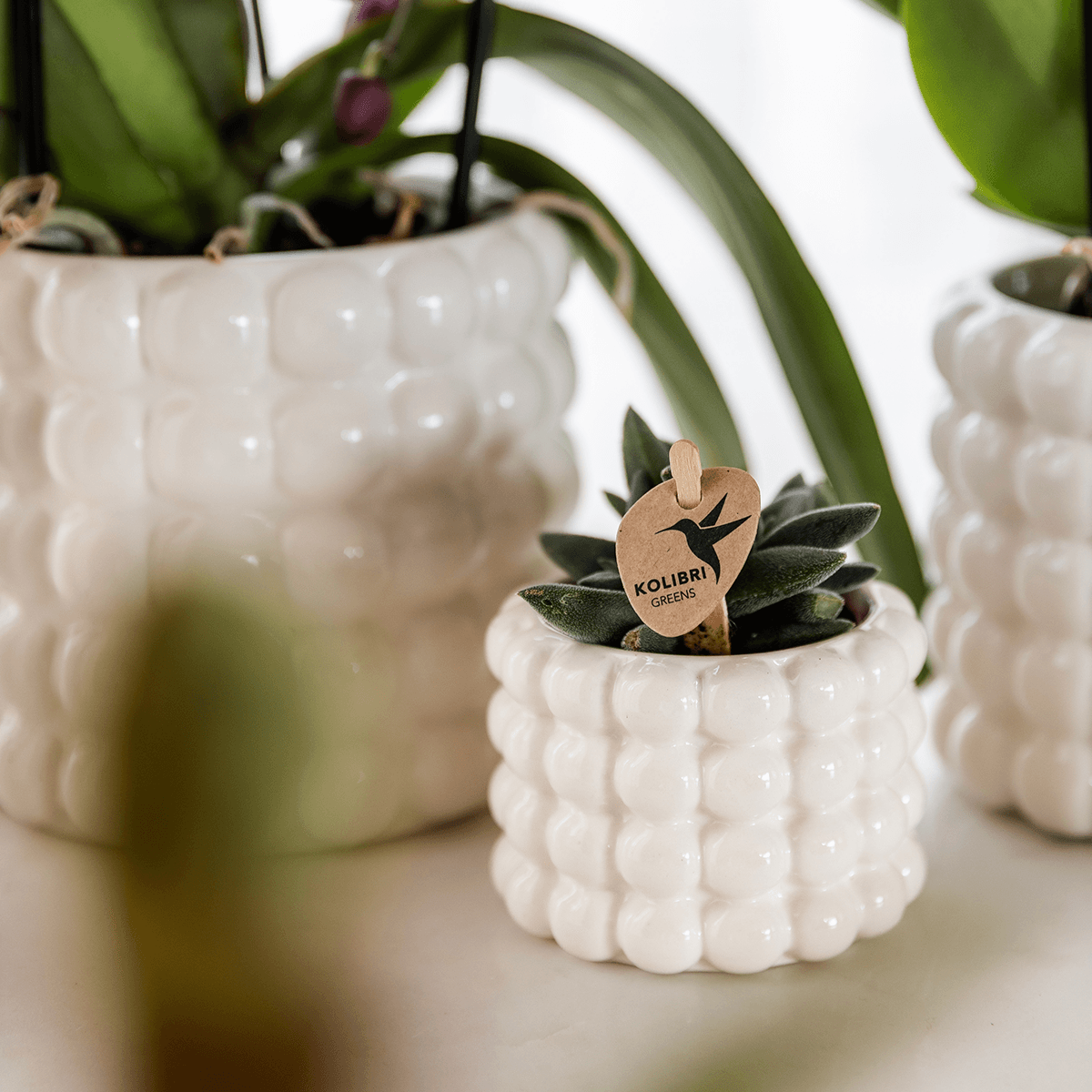 Image of Ziertopf Poppy – Weiß – Ø6cm – Moderner Mini Blumentopf aus Keramik – Glänzender Übertopf für kleine Zimmerpflanzen, Sukkulenten & Kakteen-2