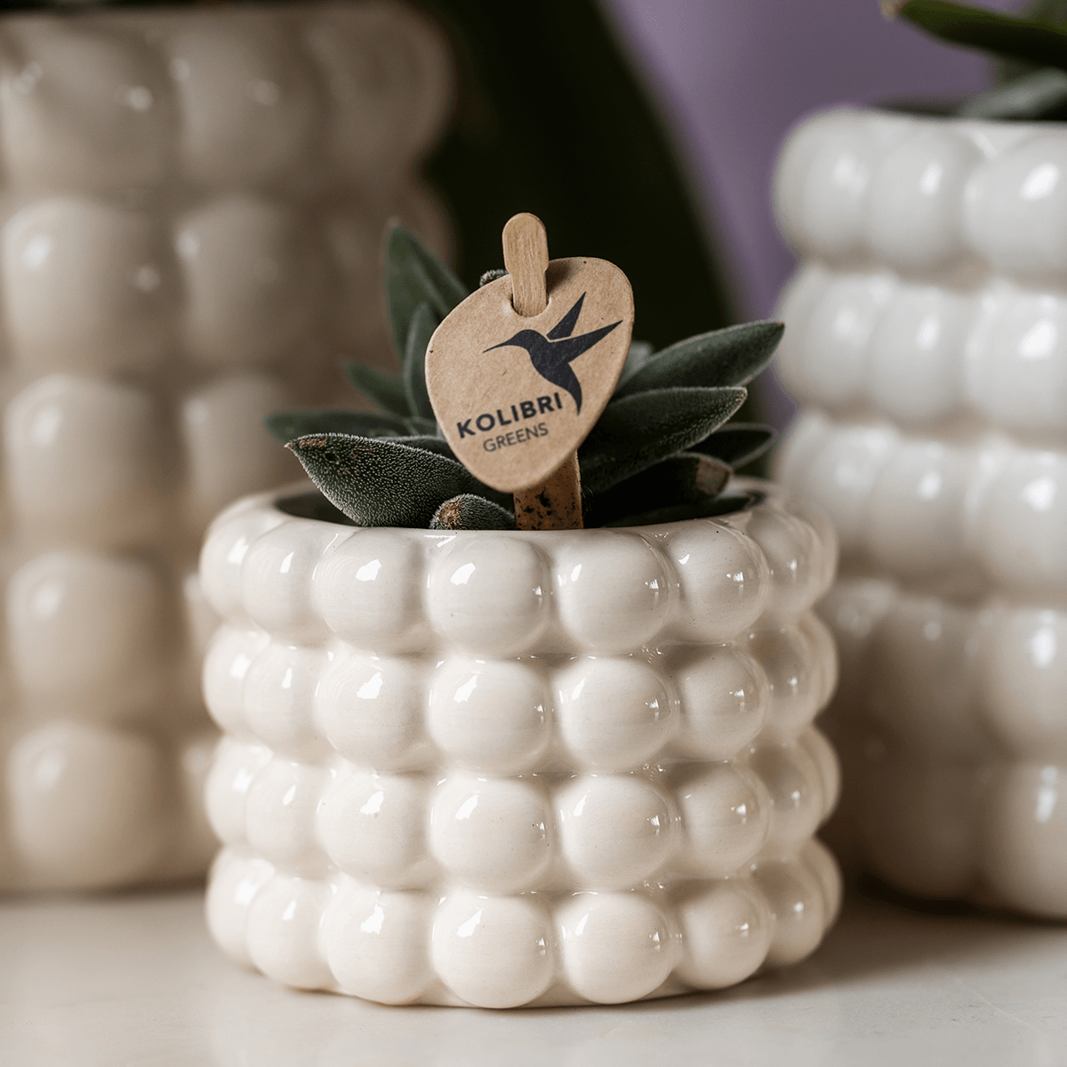 Image of Ziertopf Poppy – Weiß – Ø6cm – Moderner Mini Blumentopf aus Keramik – Glänzender Übertopf für kleine Zimmerpflanzen, Sukkulenten & Kakteen-1