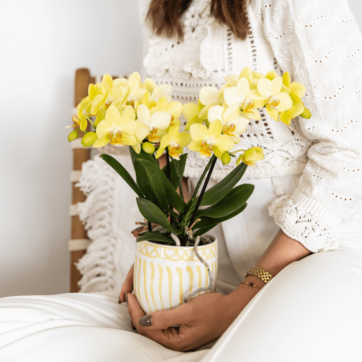 Image of Gelbe Phalaenopsis Orchidee 'Albenga' – Ø9cm – Zimmerpflanze mit 2-3 Blütenstielen – Lange Blütezeit – Pflegeleicht – Direkt vom Züchter-4