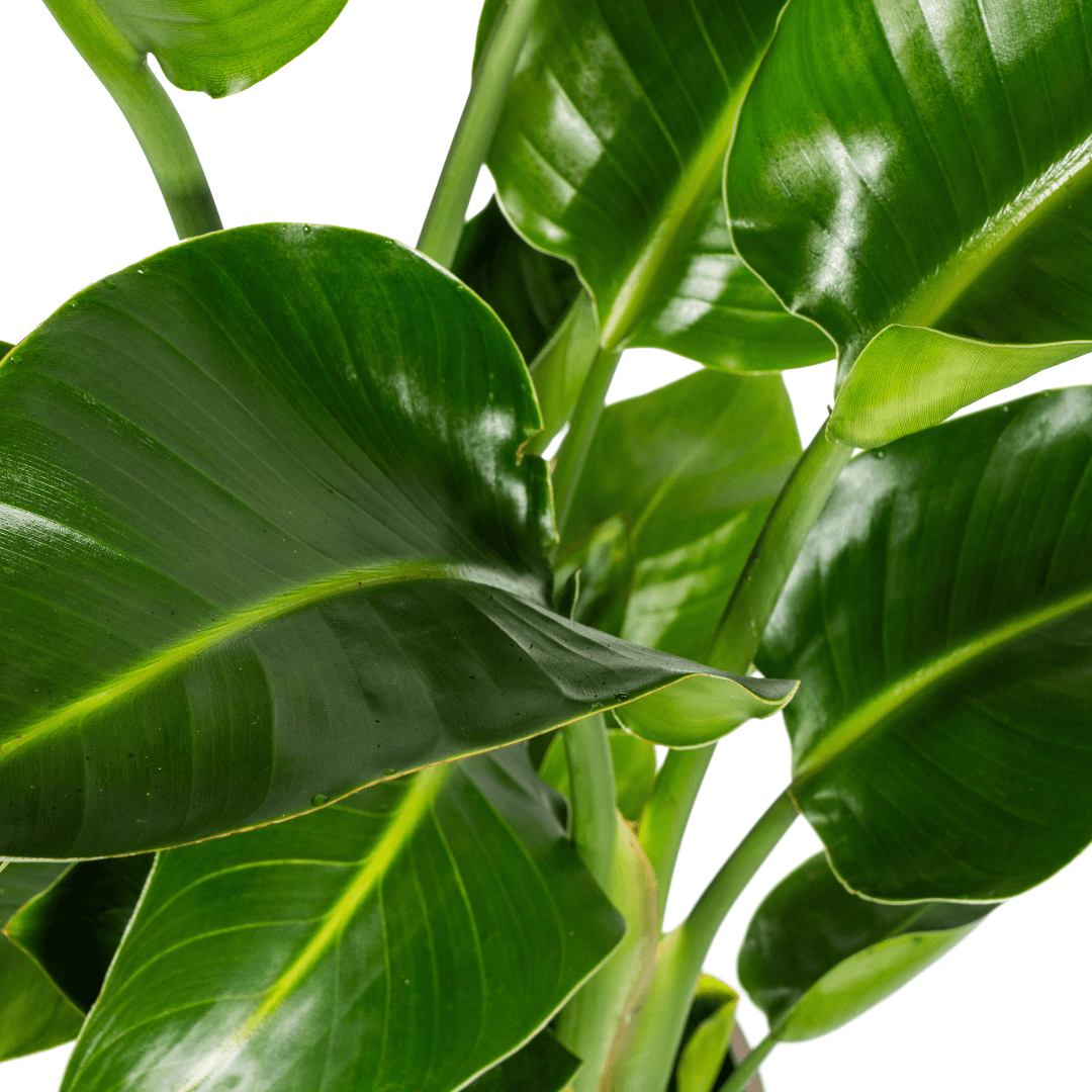 Image of Baum – Strelitzie – Strelitzia Nicolai – Zimmerpflanze – Tropische Riesenpflanze – Ø21cm – Höhe 90-110cm – Exotischer Blickfang – Pflegeleicht-3