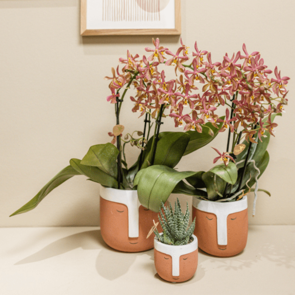 Image of Phalaenopsis Orchidee Spider – Orange – Ø9cm – Blühende Zimmerpflanze mit einzigartigem Muster – Elegante & pflegeleichte Orchidee frisch vom Züchter-2